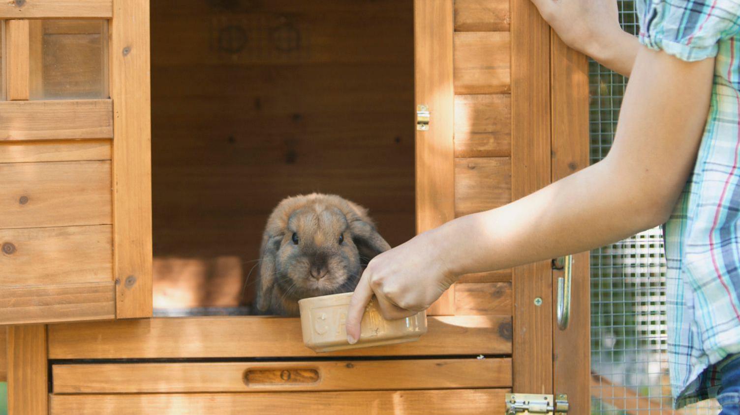 A rabbit in a hutch