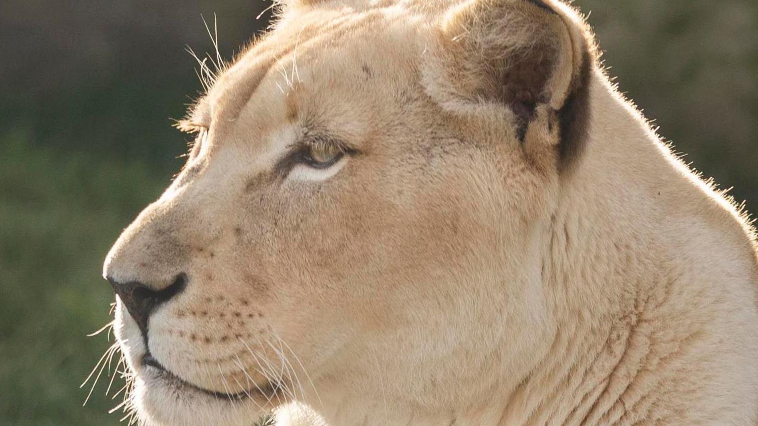 An image of white lioness Izulu, who is now homed at the Big Cat Sanctuary. Izulu has white fur and rounded ears. The image is from a side profile, showing Izulu's left ear, eye and part of her mouth.