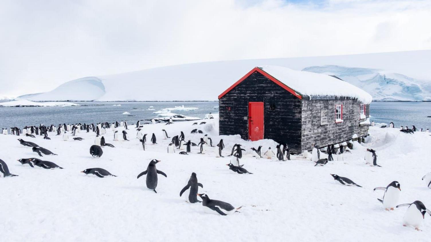 A large number of penguins resting and standing on the snow outside one of the Port Lockroy buildings.