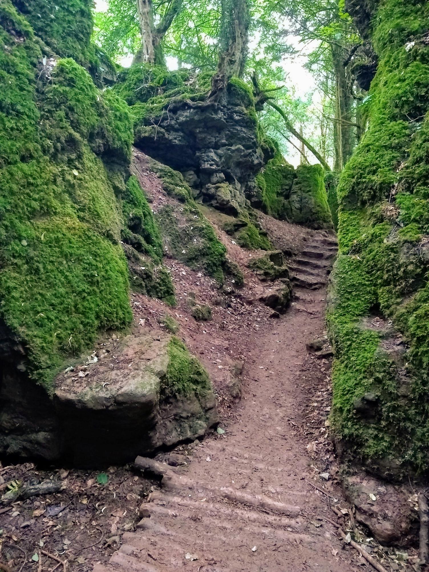 Puzzlewood, Gloucestershire.