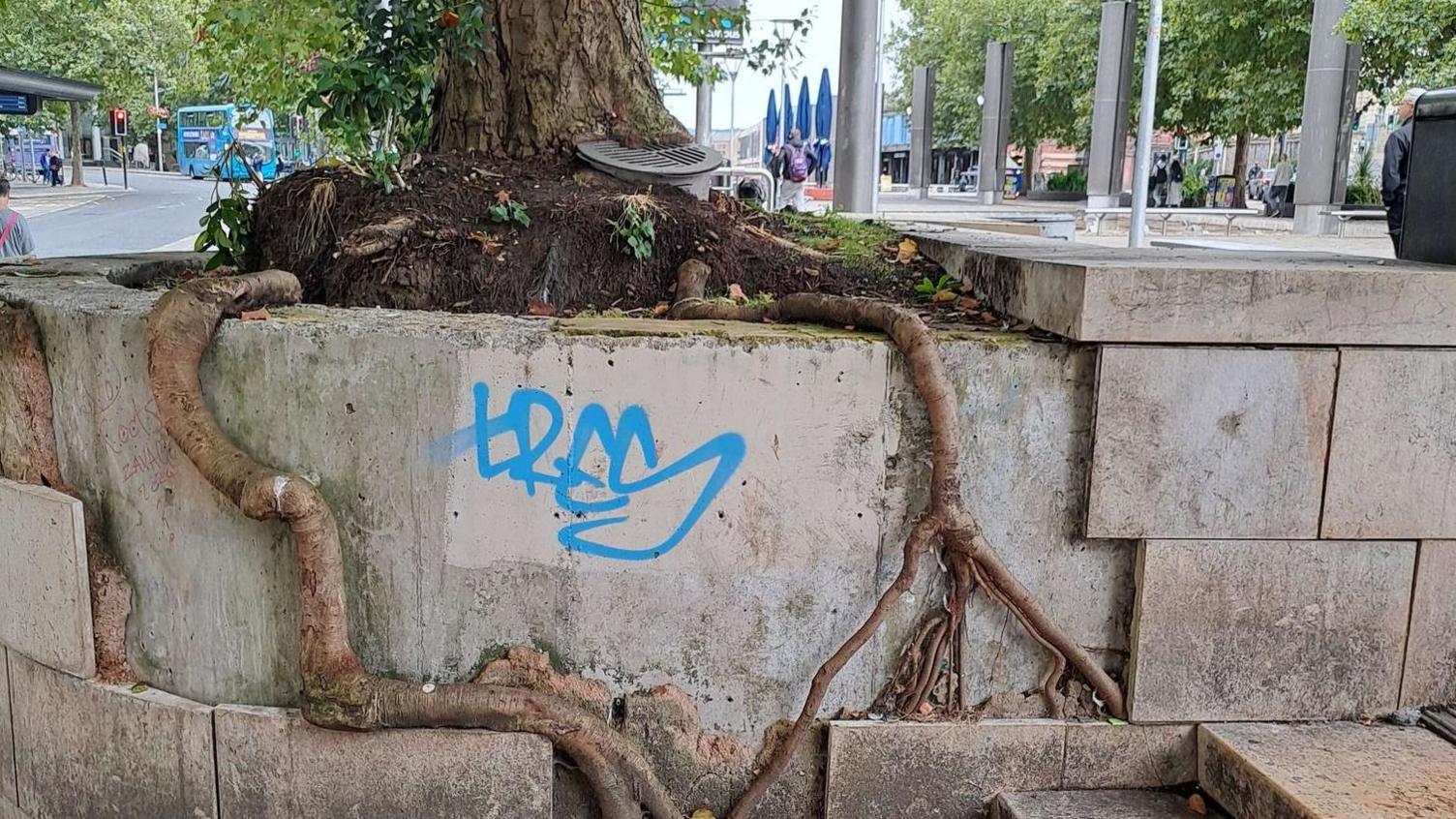 Tree roots growing out of a planter in Bristol city centre.