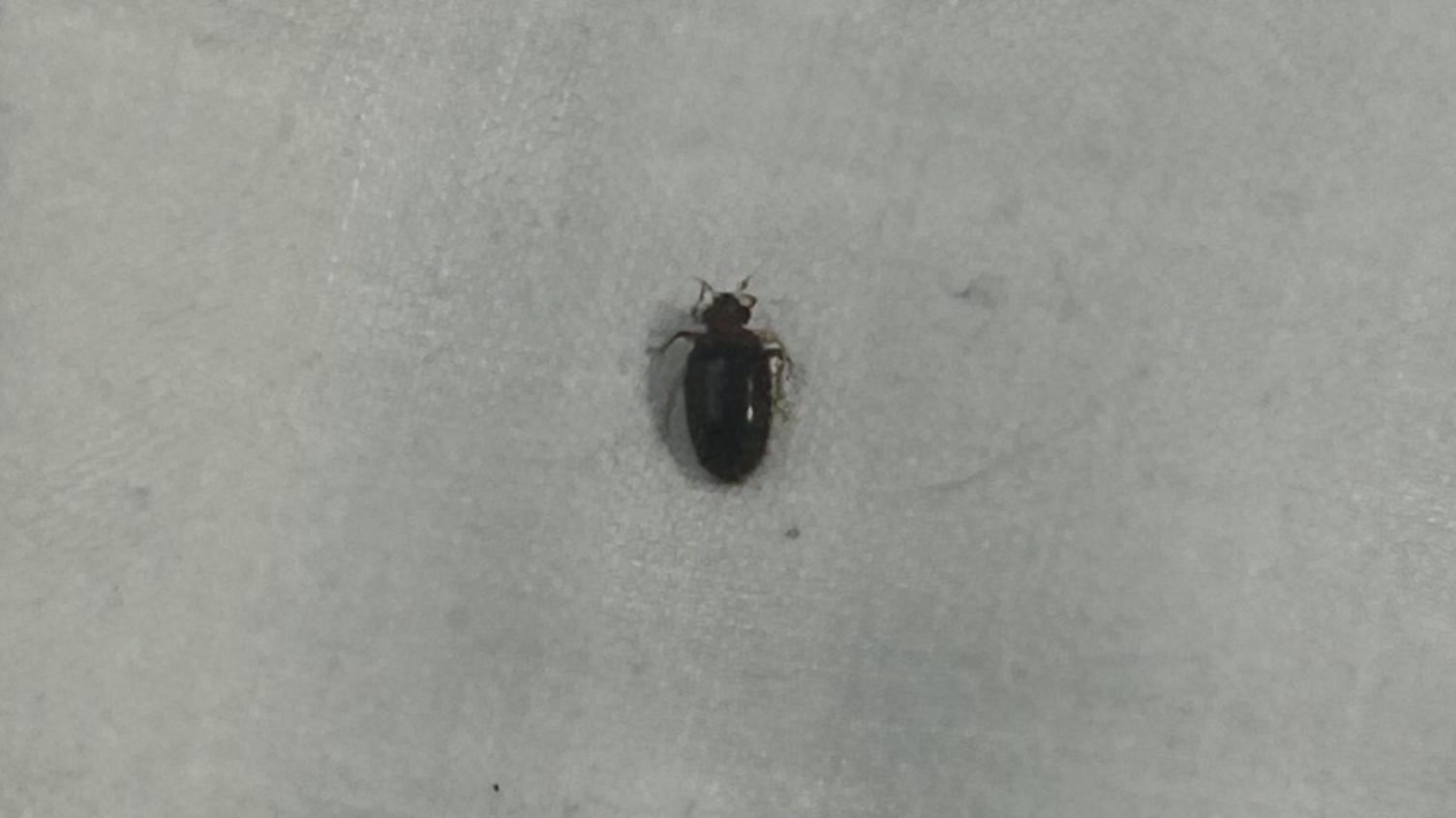 A small bug on a white surface.