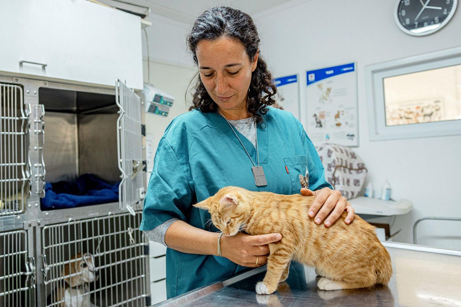 Shir, with dark curly hair tied back and dressed in turquoise scrubs, holds a ginger cat in the veterinary clinic 