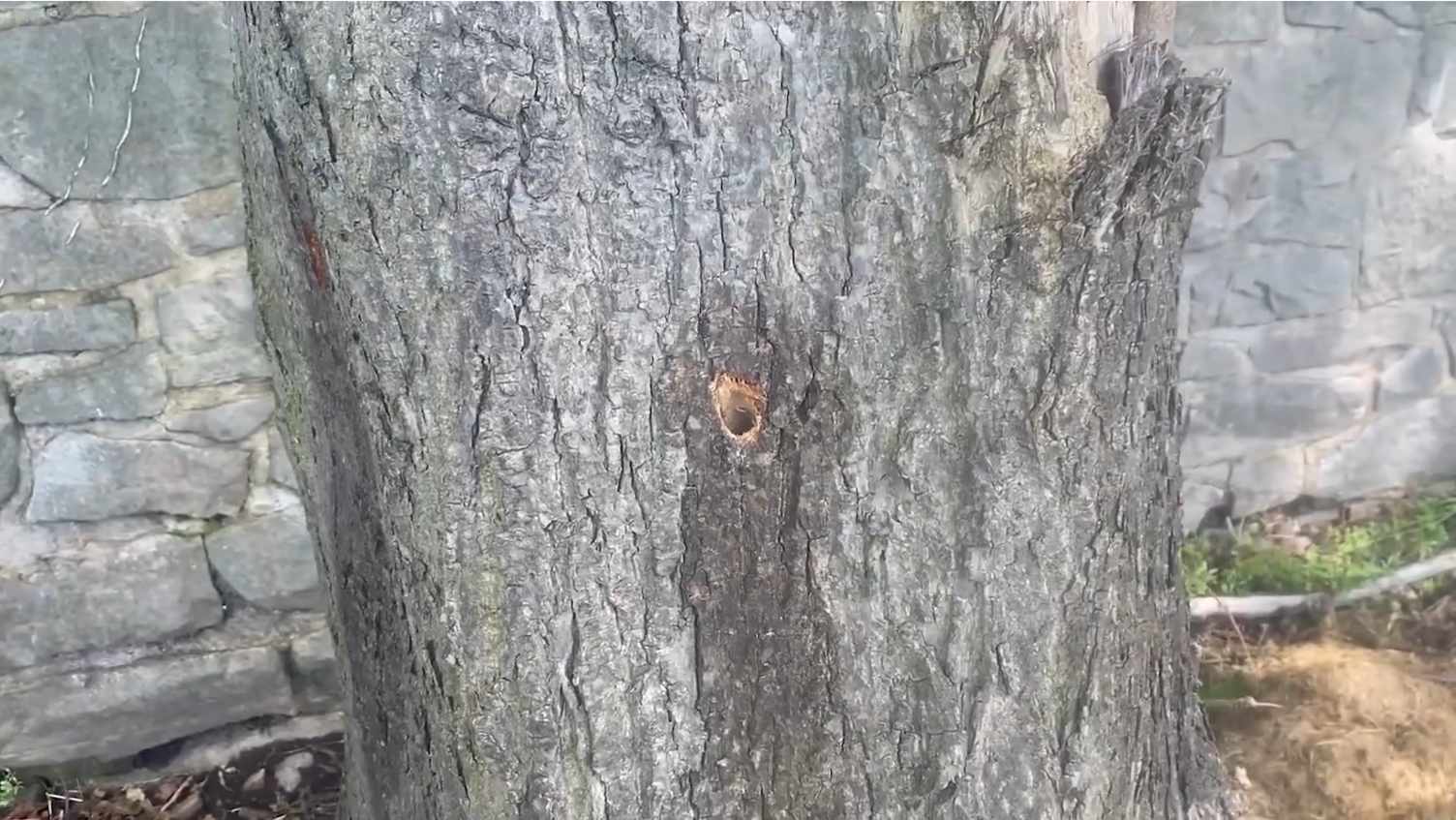 A hole in one of the trees