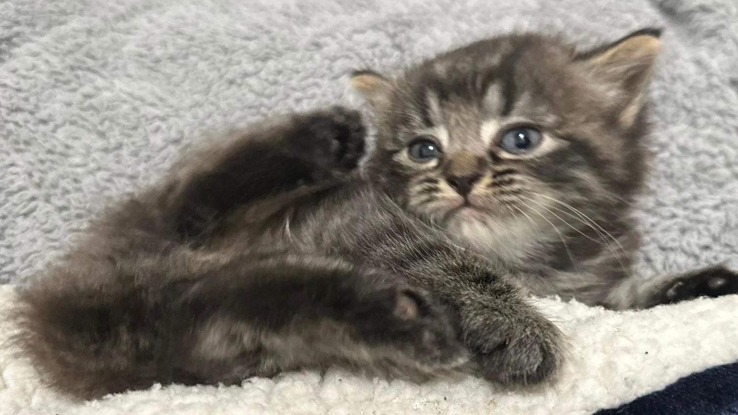 A image of a small tabby cat sitting on a fluffy blanket