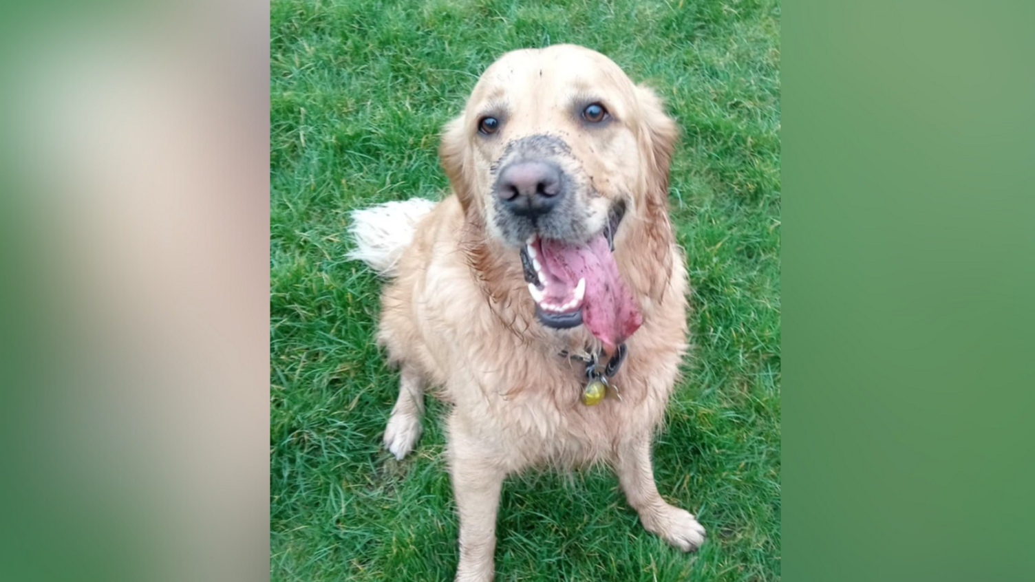 Jasper, who is showing his pink tongue and appears to be looking towards the camera. He is sitting down on grass in a field.
