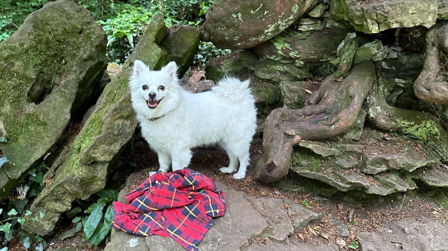 Yuki is a small dog, with fluffy white fur . She is standing a rock at the base of a large tree with the roots behind her. 