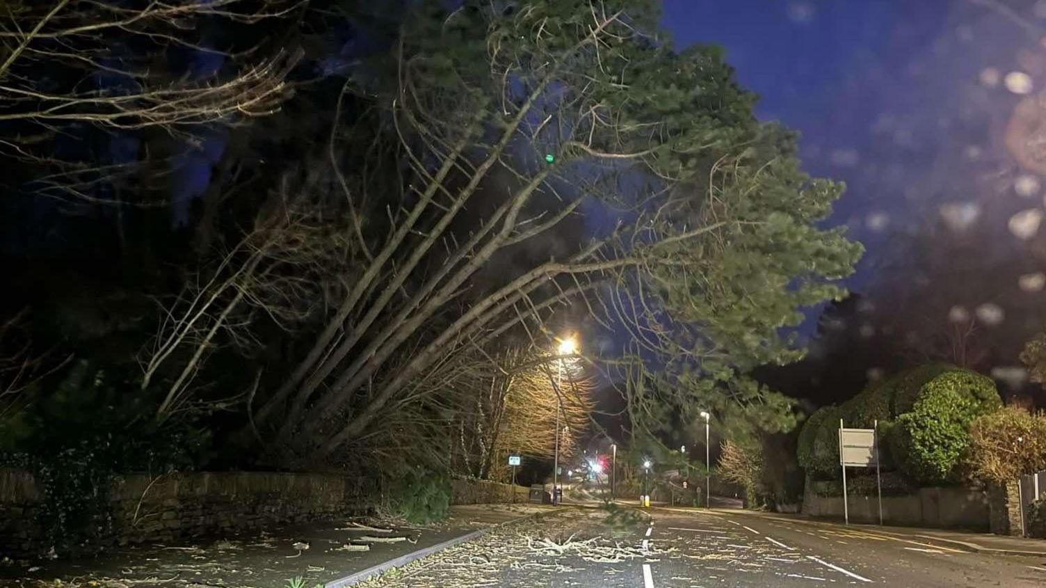 A tree overhanging Peel Road during the early morning. There is a lot of debris on the main road and there are no cars.