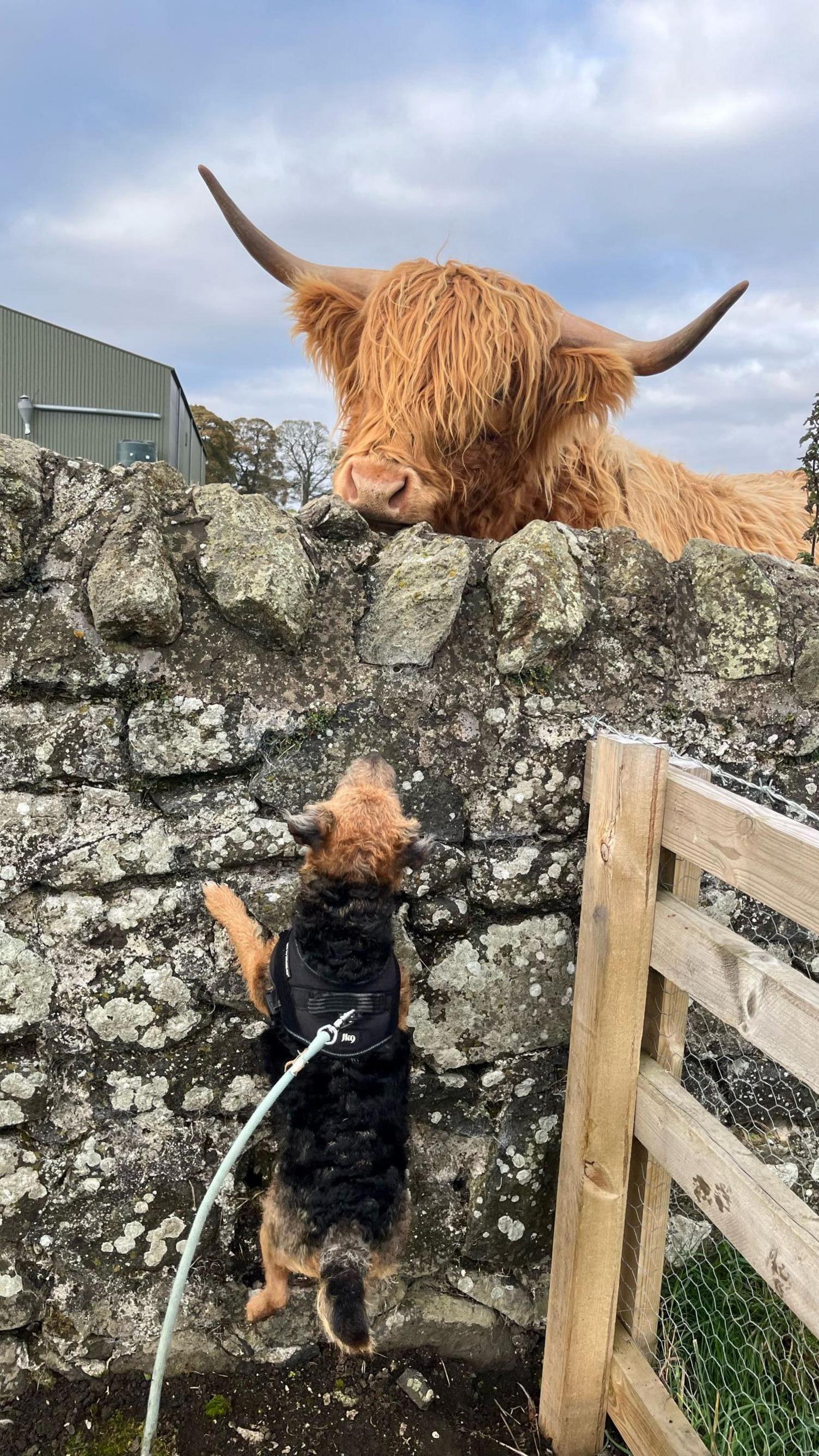 Small terrier dog jumping up on a wall to look at a Highland cow looking over the wall