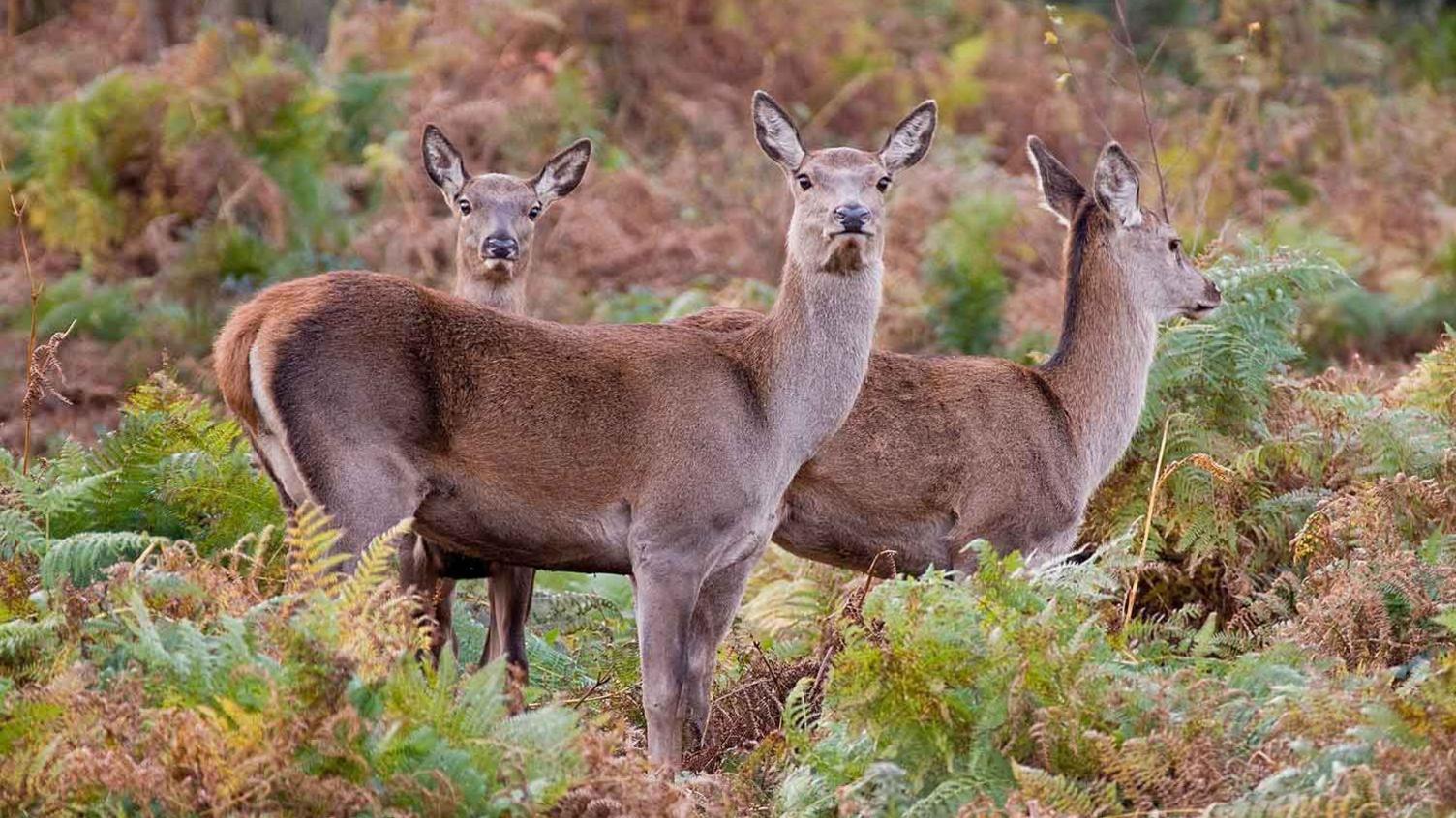 Three deer stand together surrounded by green and orange bracken