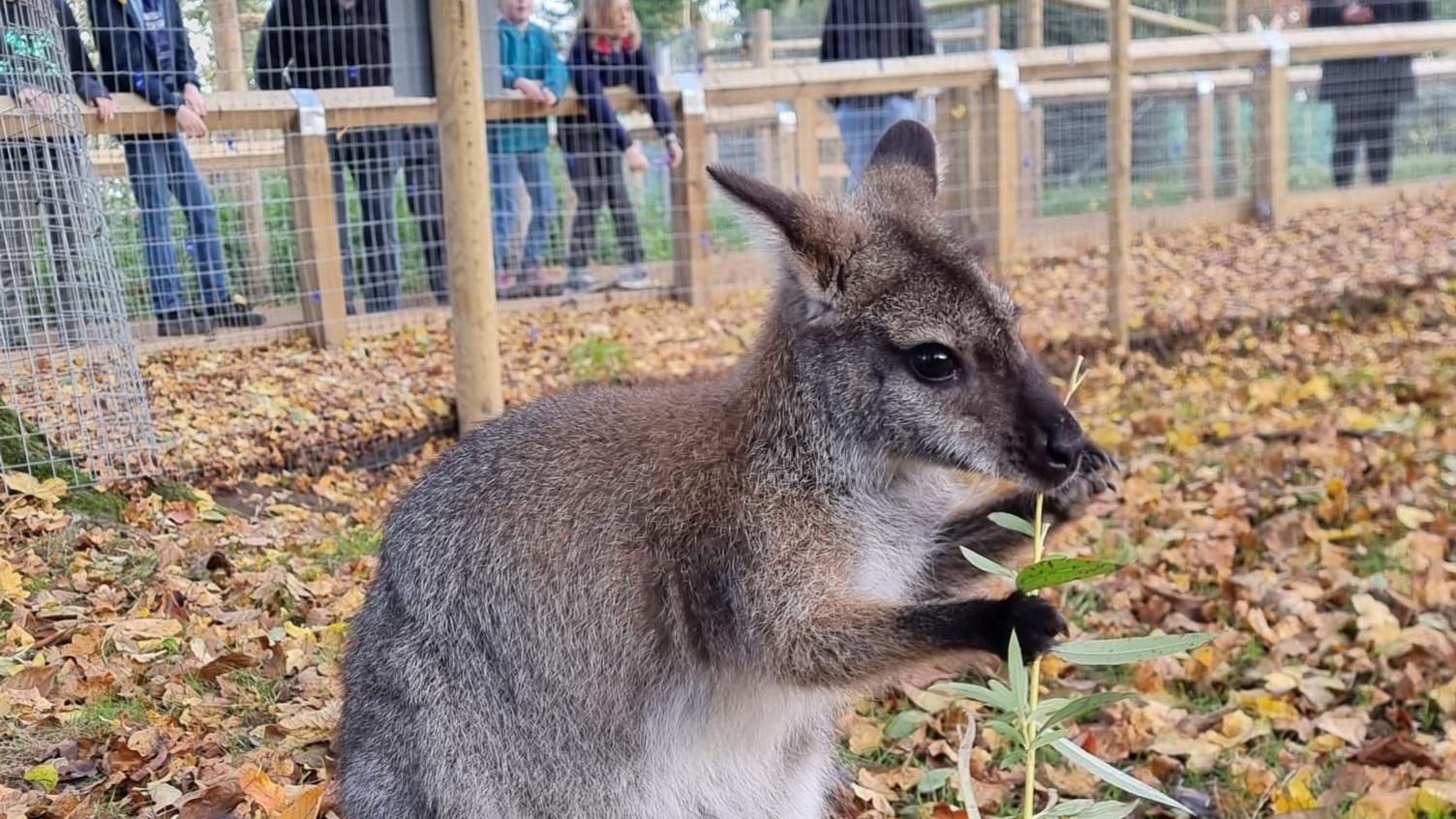 A wallaby eats a stem of green leaves in a zoo enclosure surrounded by yellow and brown autumn leaves.