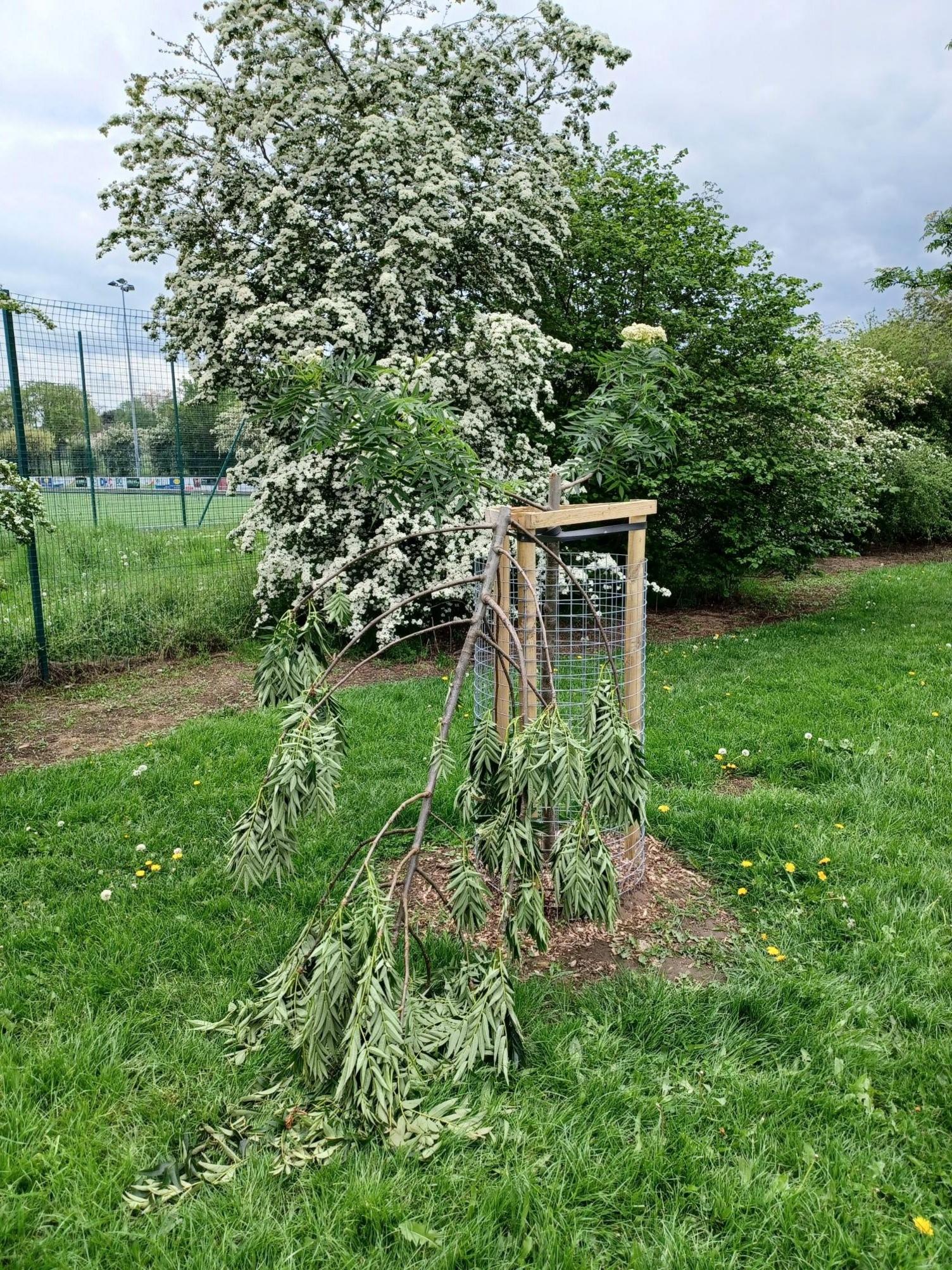 City of Doncaster Council has urged residents to report tree vandalism.