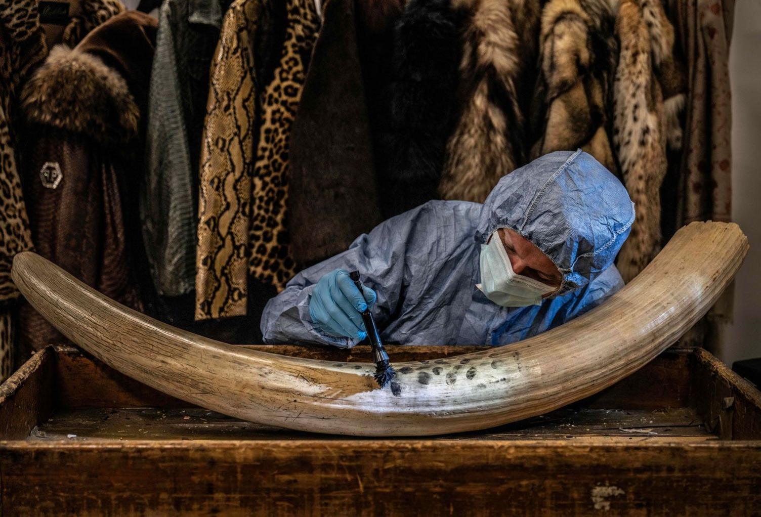 a crime scene investigator dusts a confiscated tusk 