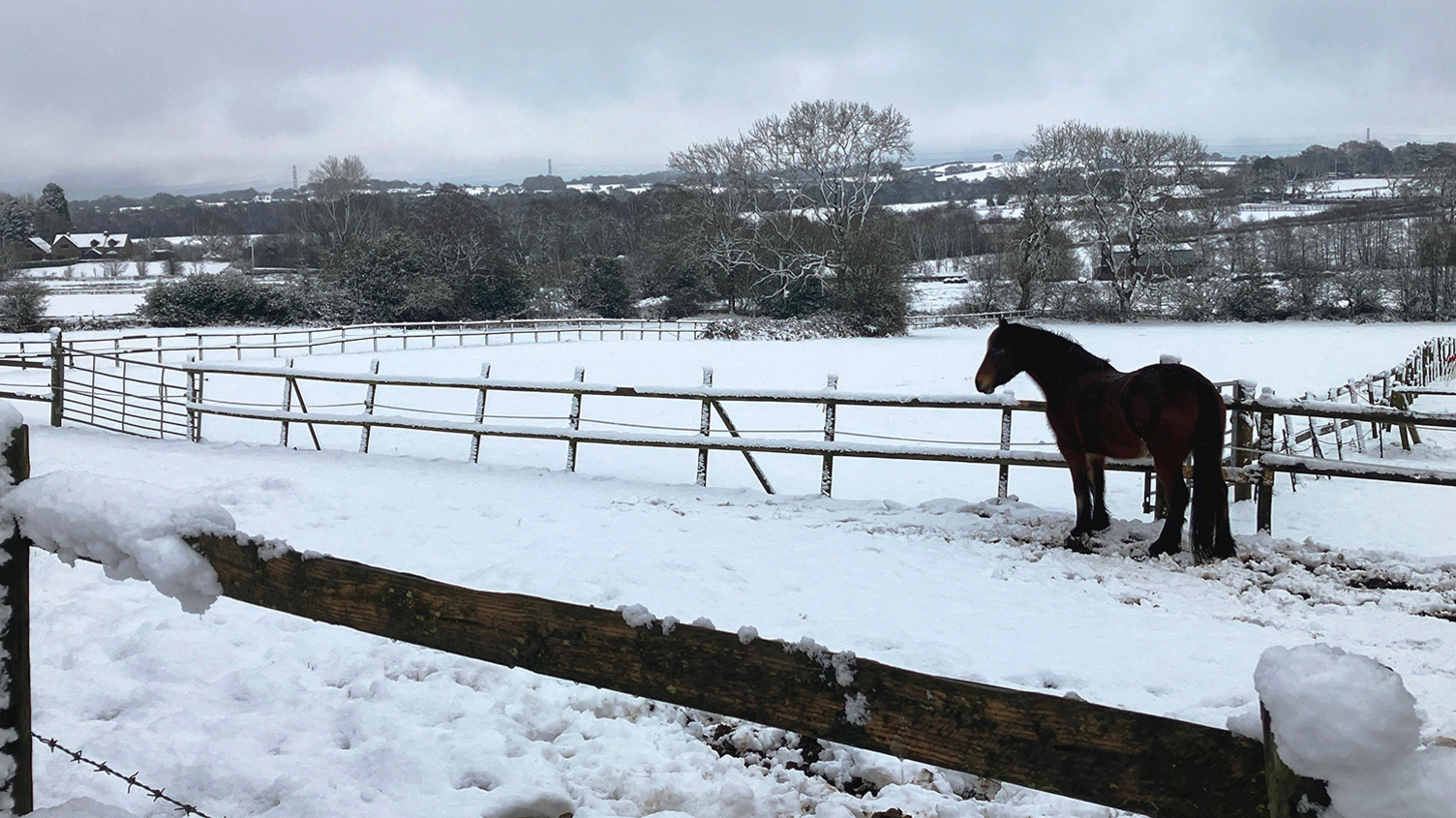 A brown horse in a snow-covered field, with wooden fences  either side