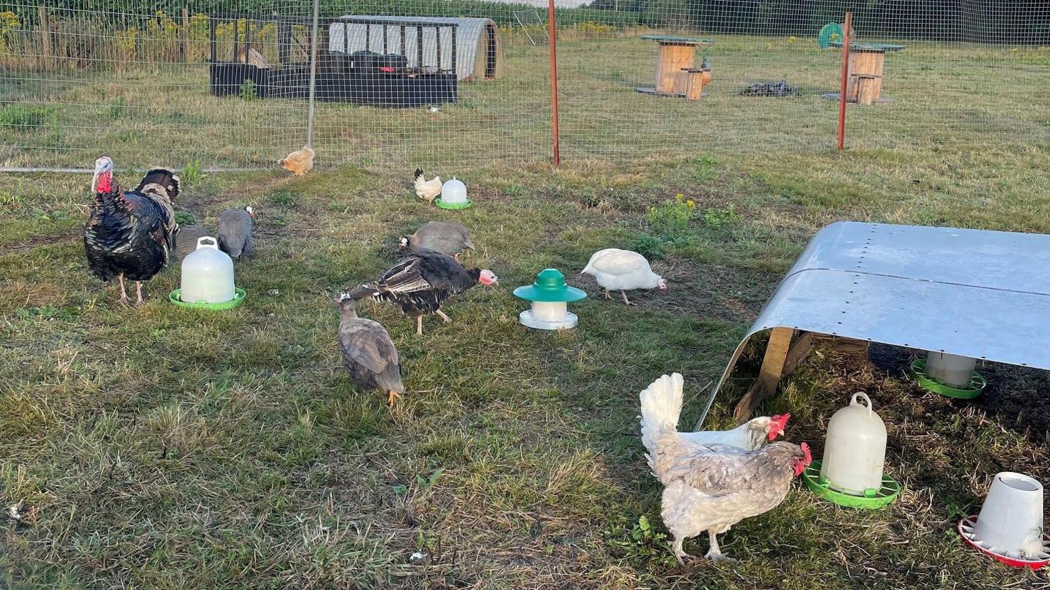 Turkeys, chickens and guinea fowl on a field