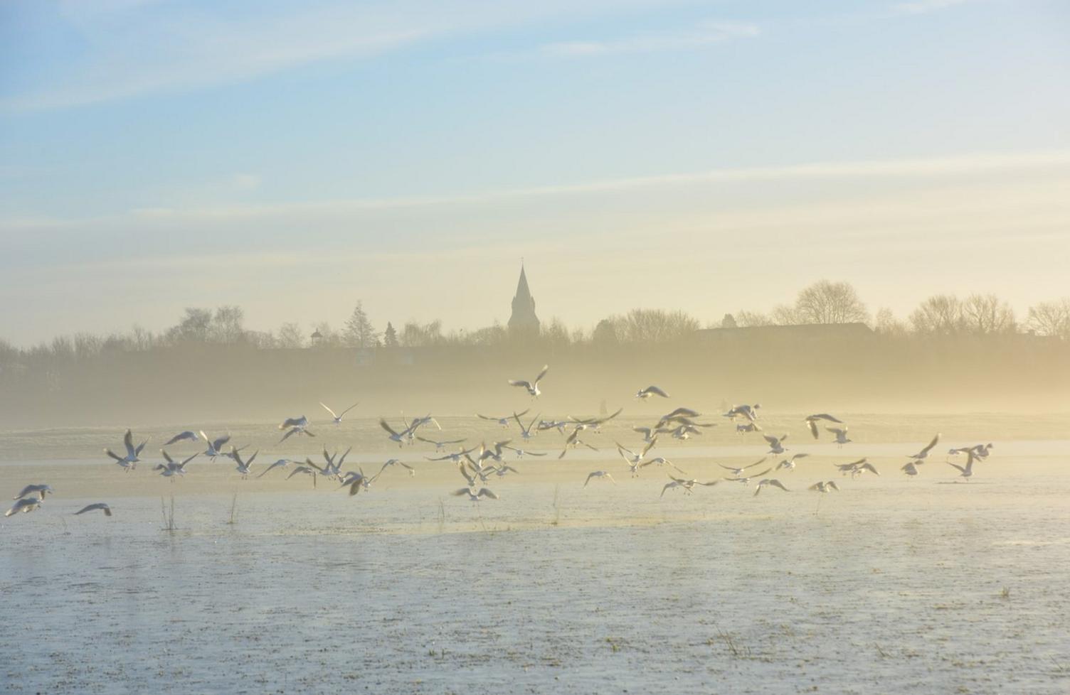 Birds on Port Meadow