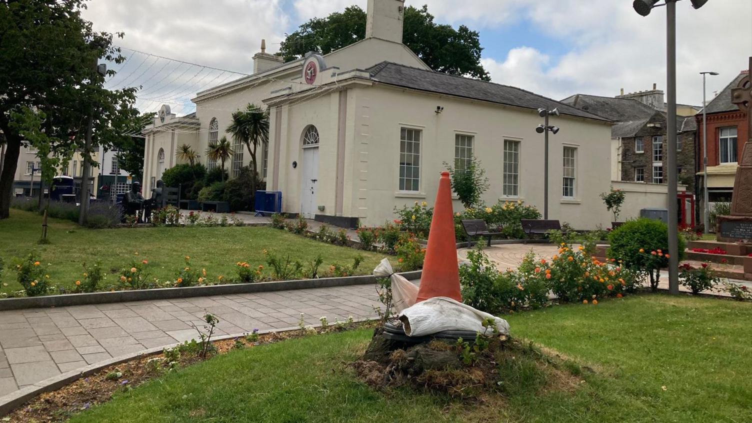 Cone on stump after tree removed