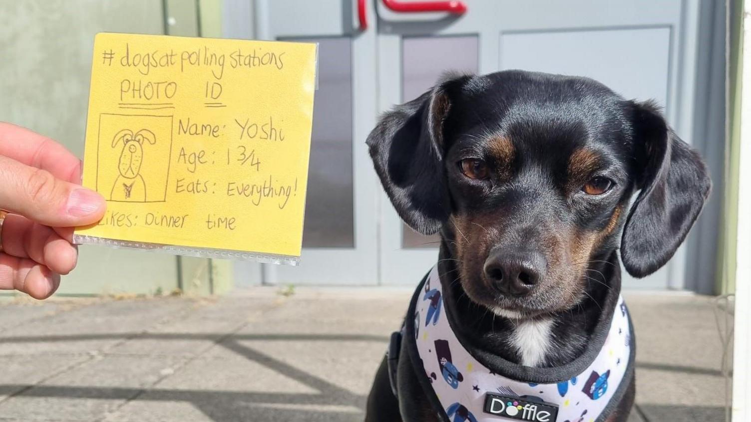 A dog looking at the camera with an ID detailing its name Yoshi, age 1 3/4. 