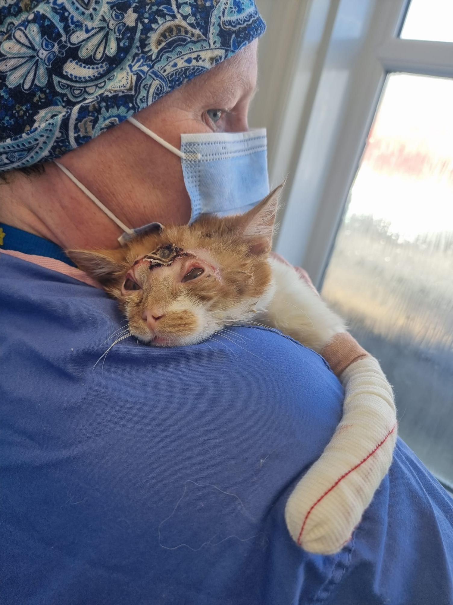 A cat being held