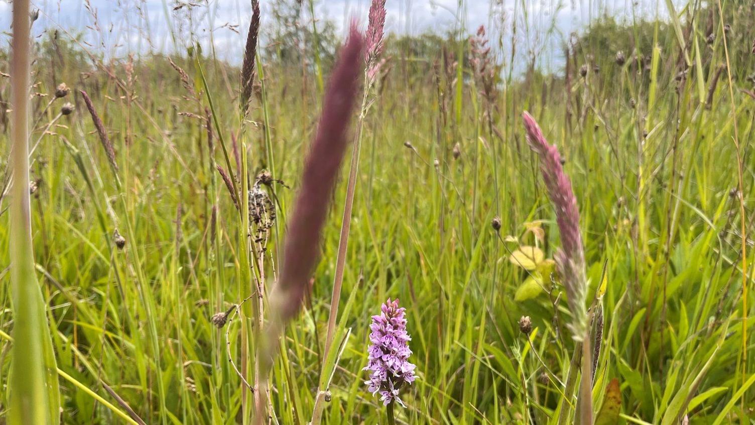 Grassy areas with wildflowers