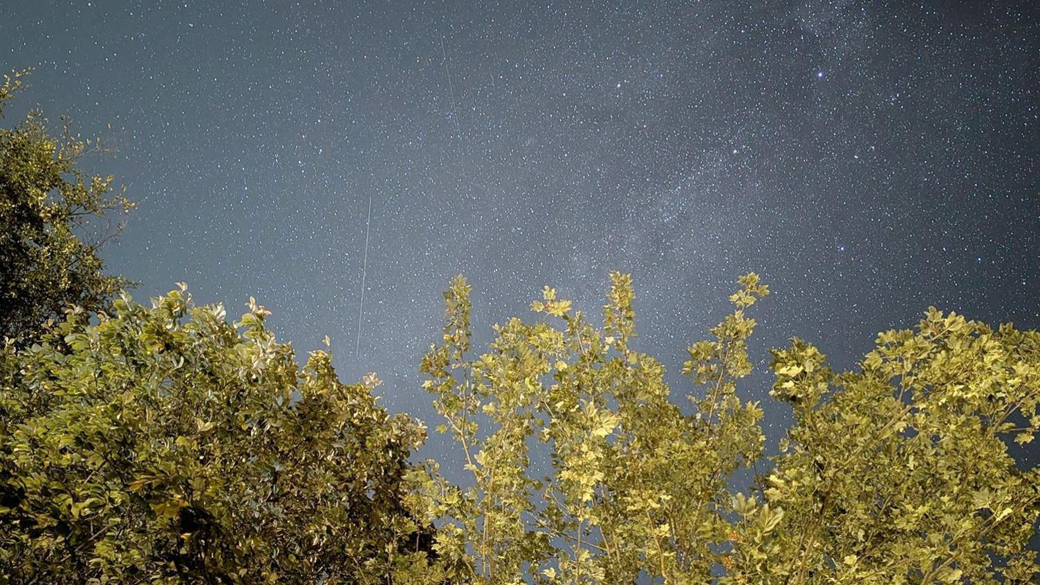 The Milk Way constellation above the trees.