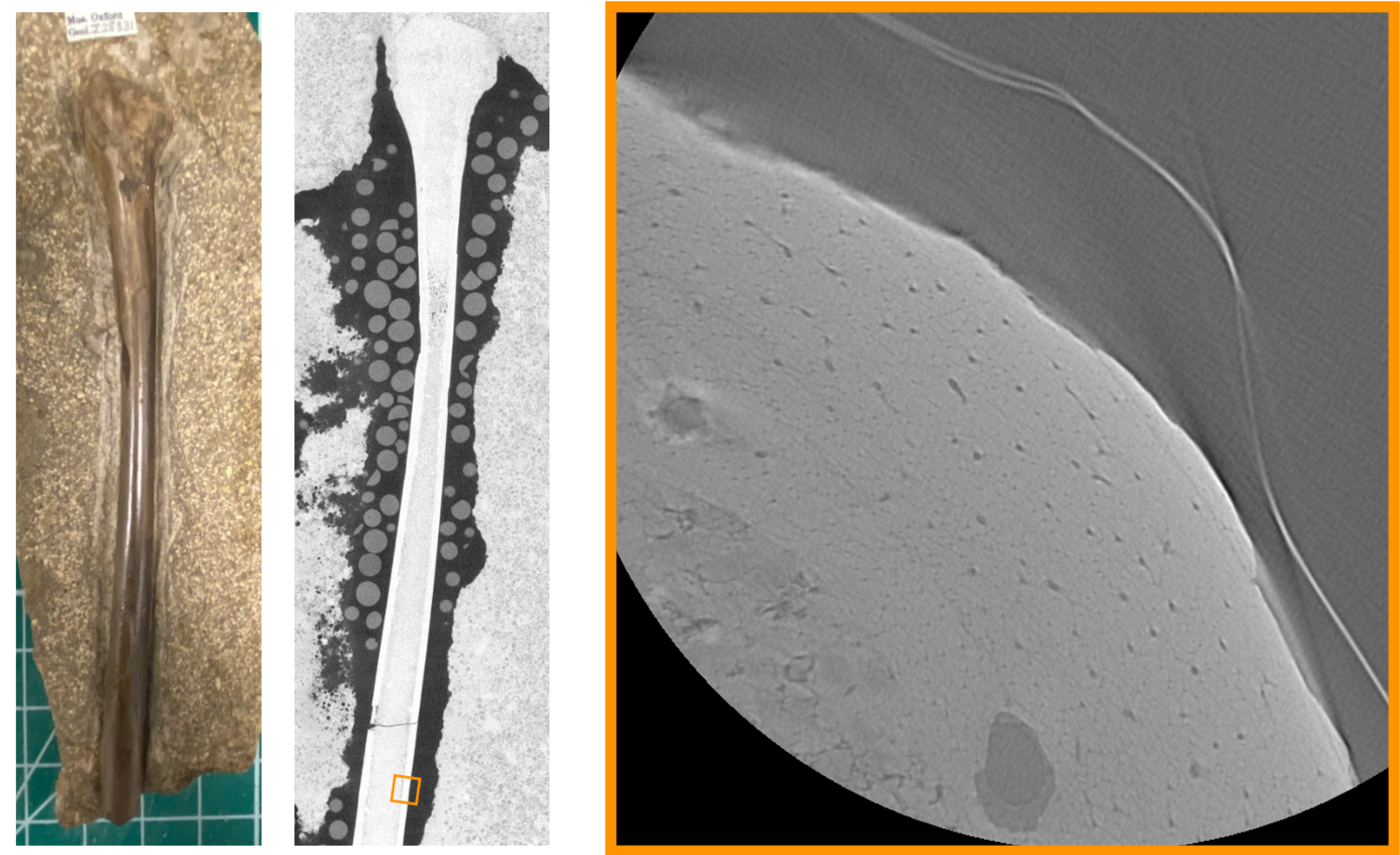 This shows a photo of the bone in the first picture, showing it is still trapped in the rock. The next picture shows an X-ray CT scan of the full bone, with a little orange square. The final picture on the right shows that little orange square if we zoom in, which shows all the tunnels inside of the pterosaur bone.