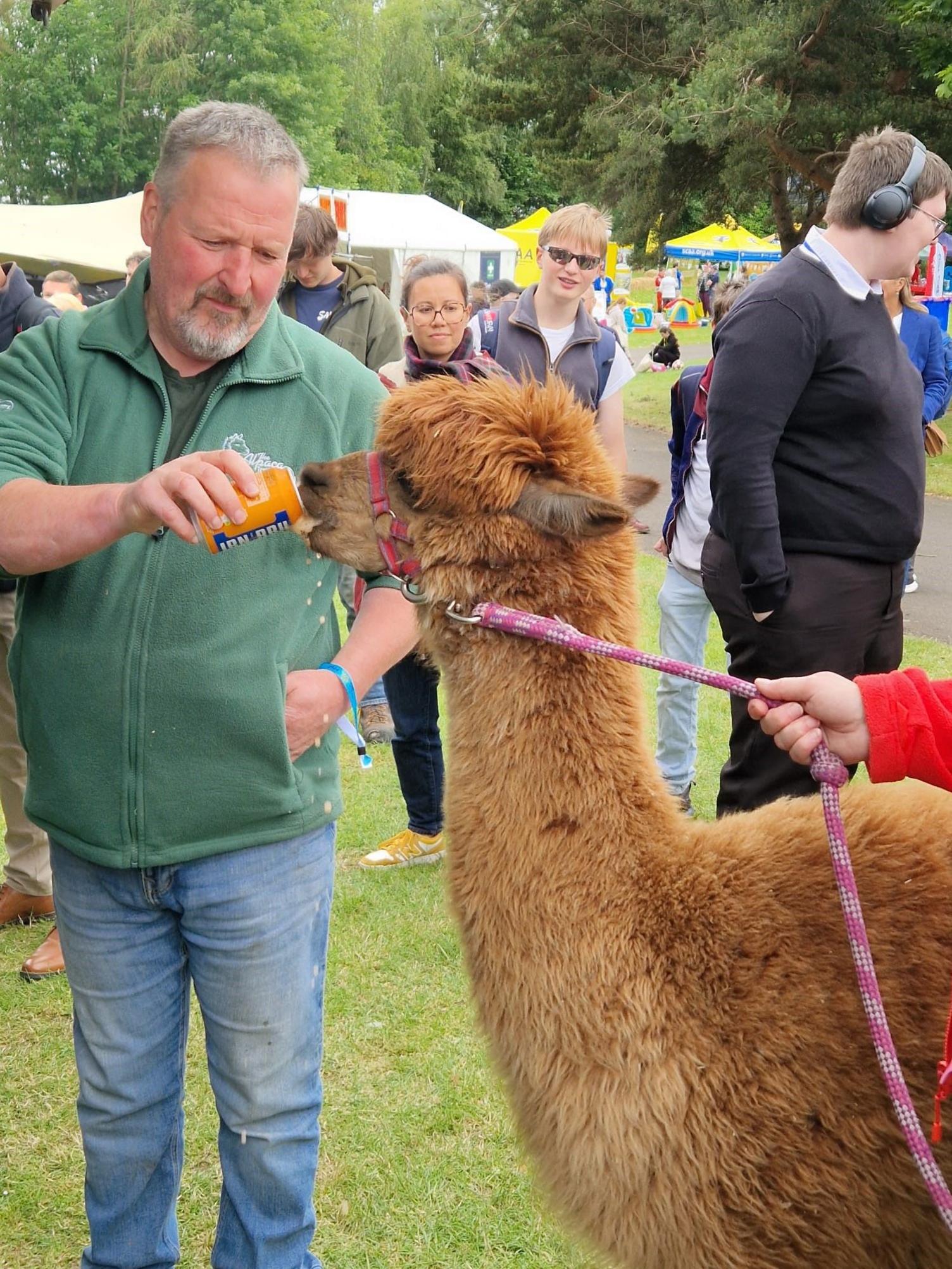 Anna the alpaca