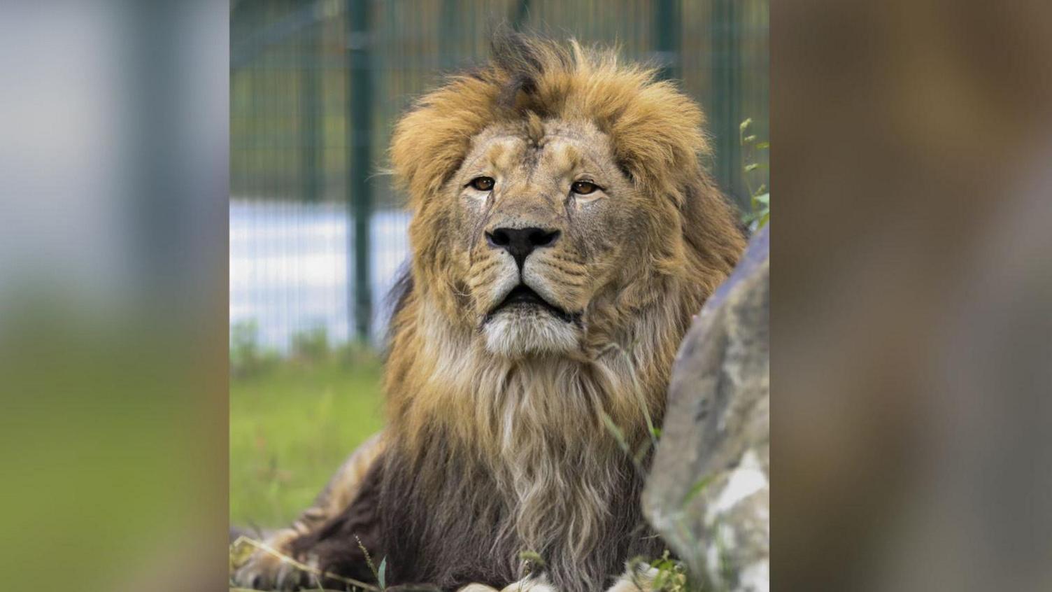 The Big Cat Sanctuary of male lion Rori, who is in a temporary home in Belgium, before being taken to the Big Cat Sanctuary in Smarden.