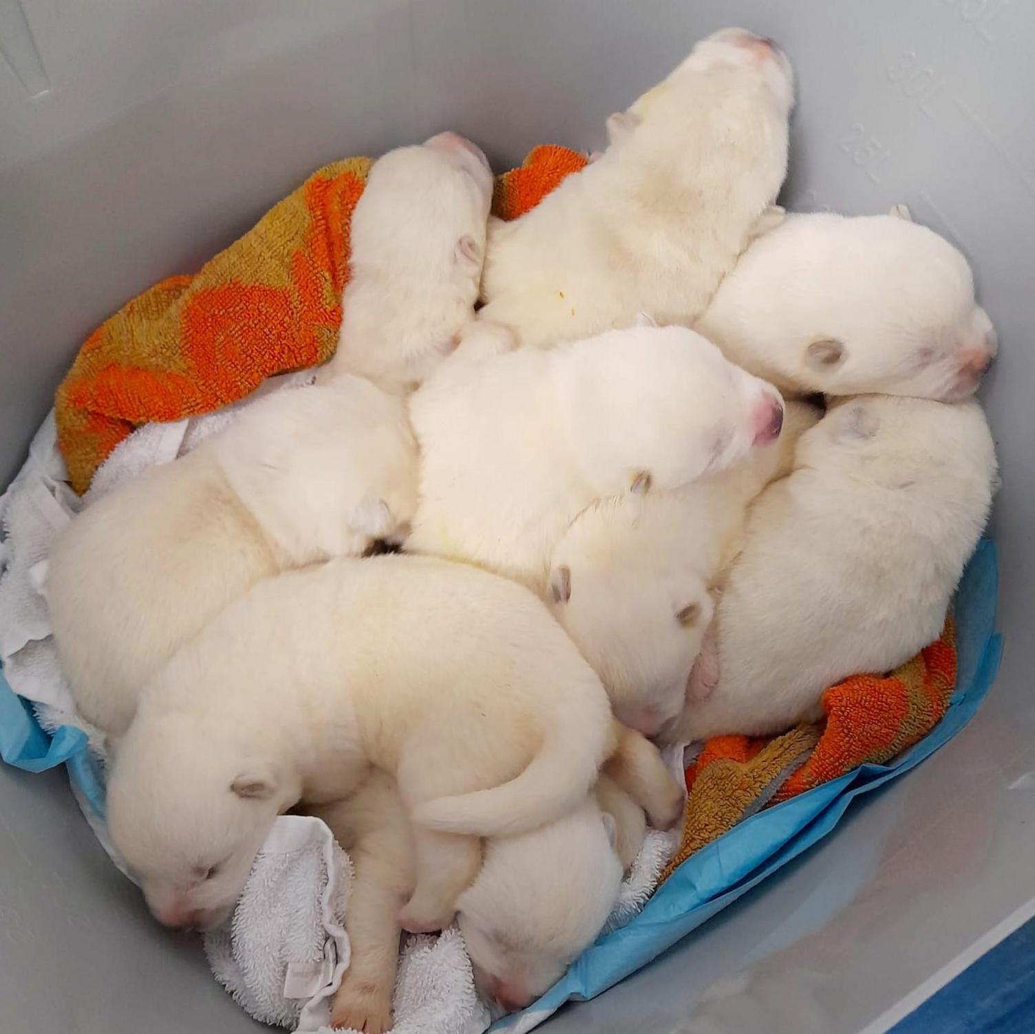 Puppies huddled in the bucket