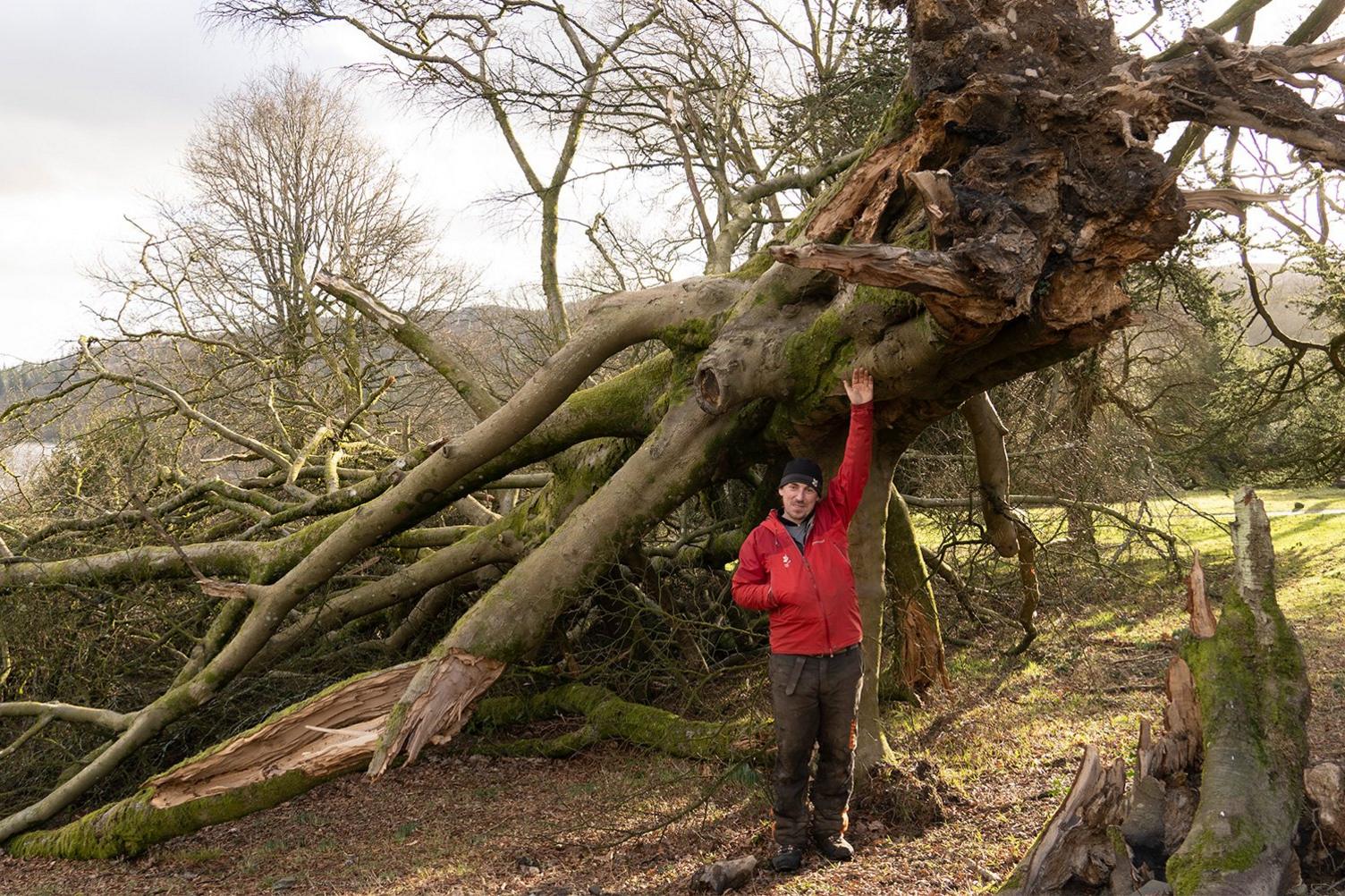 Richard Tanner stands under a fallen tree