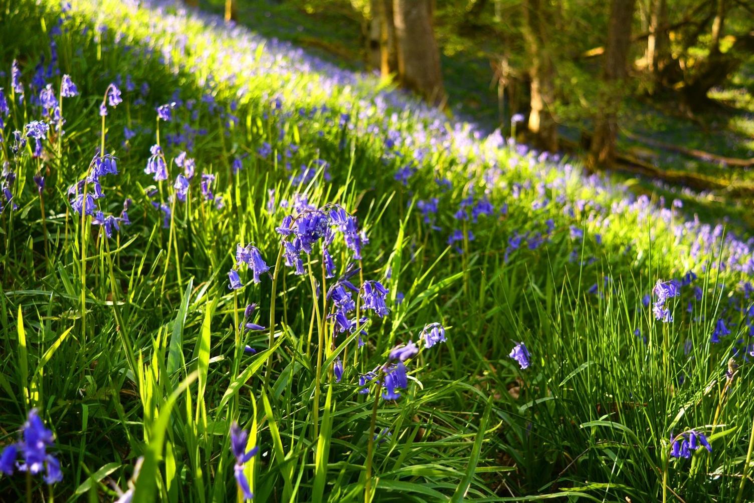 Clychau'r gog yn ffynnu ger rhaeadr Ystradfellte