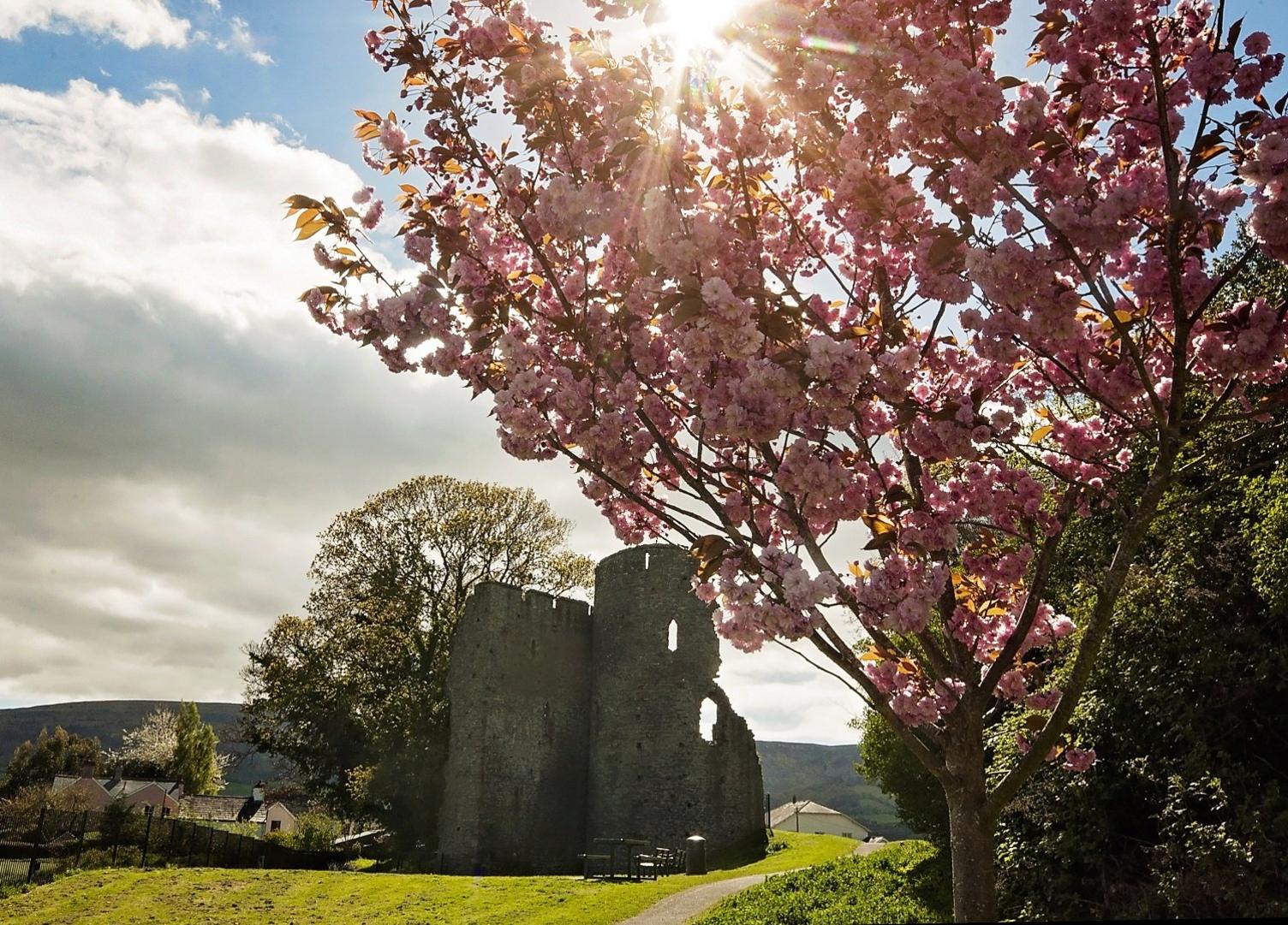 Y gwanwyn wedi cyrraedd Castell Crughywel