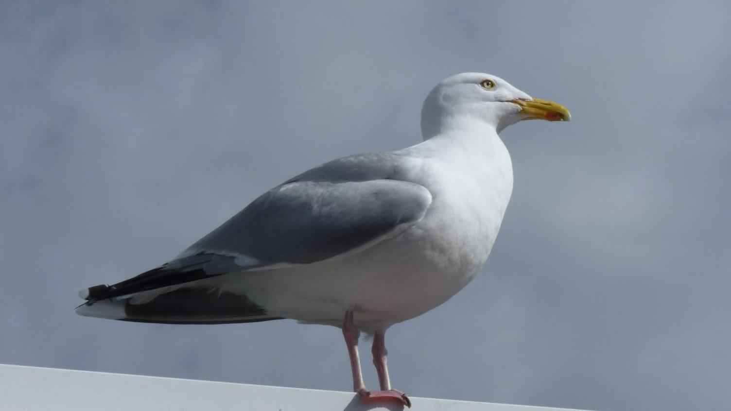 Seagull