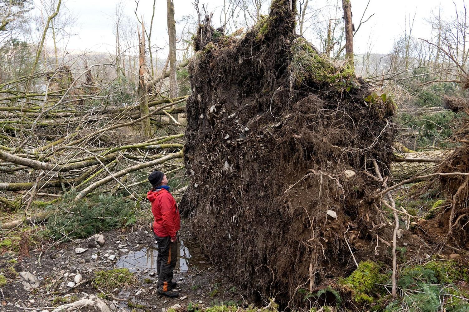 Richard with giant root plate