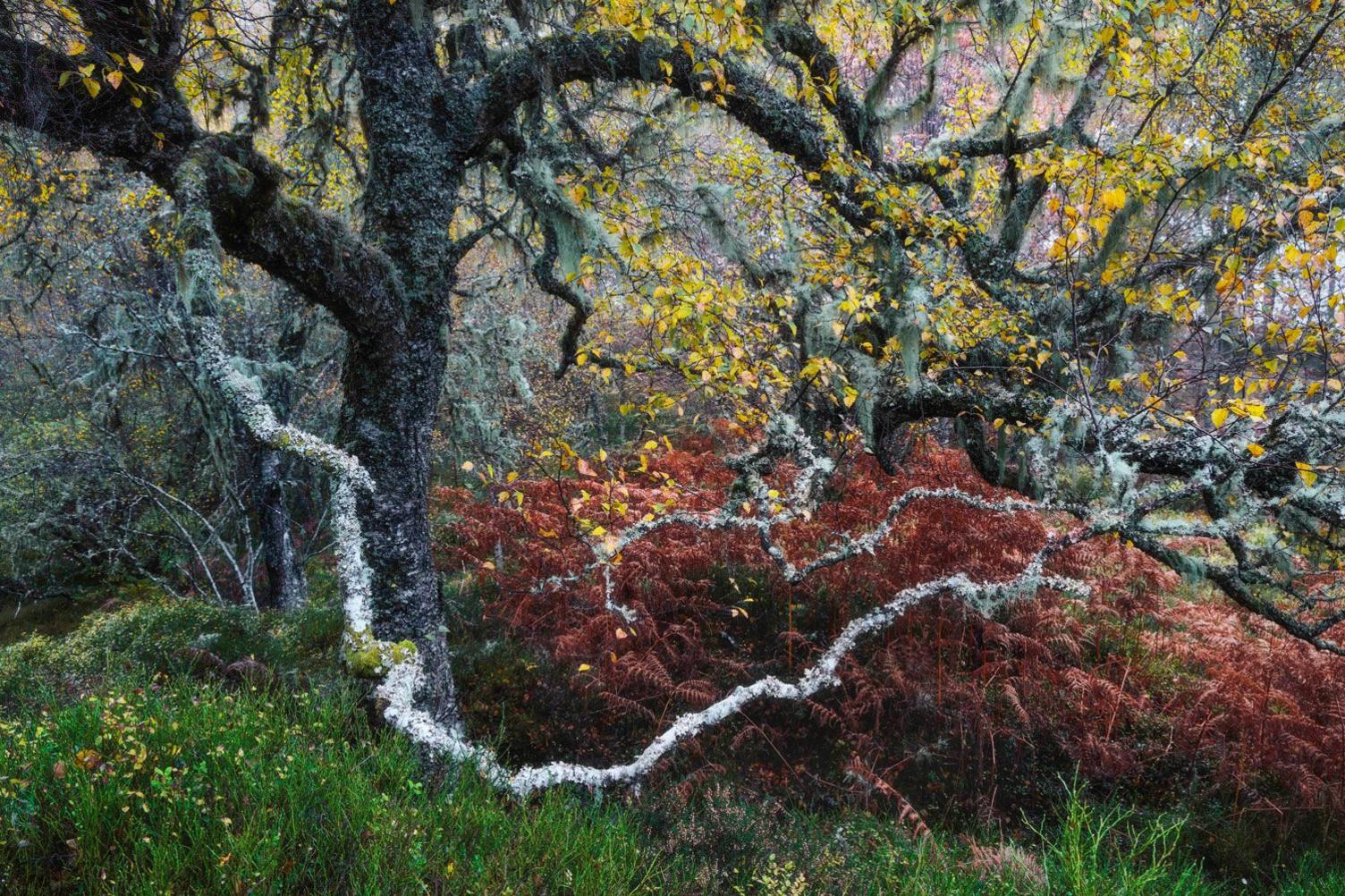 a birch tree draped with pale ‘old man’s beard’ lichens