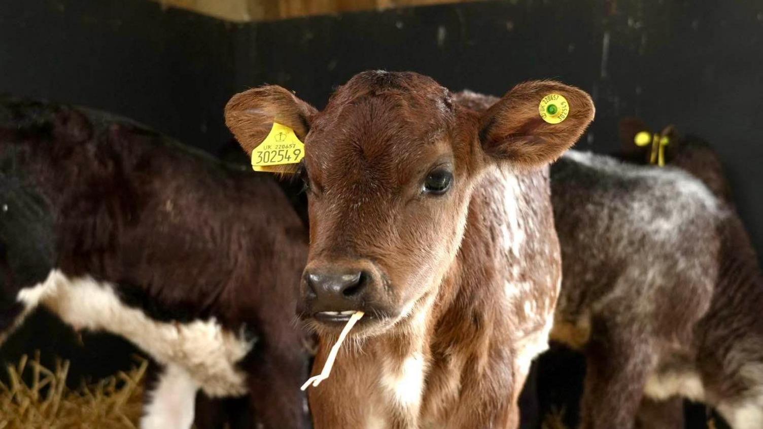 Cattle at the 2024 Suffolk Show