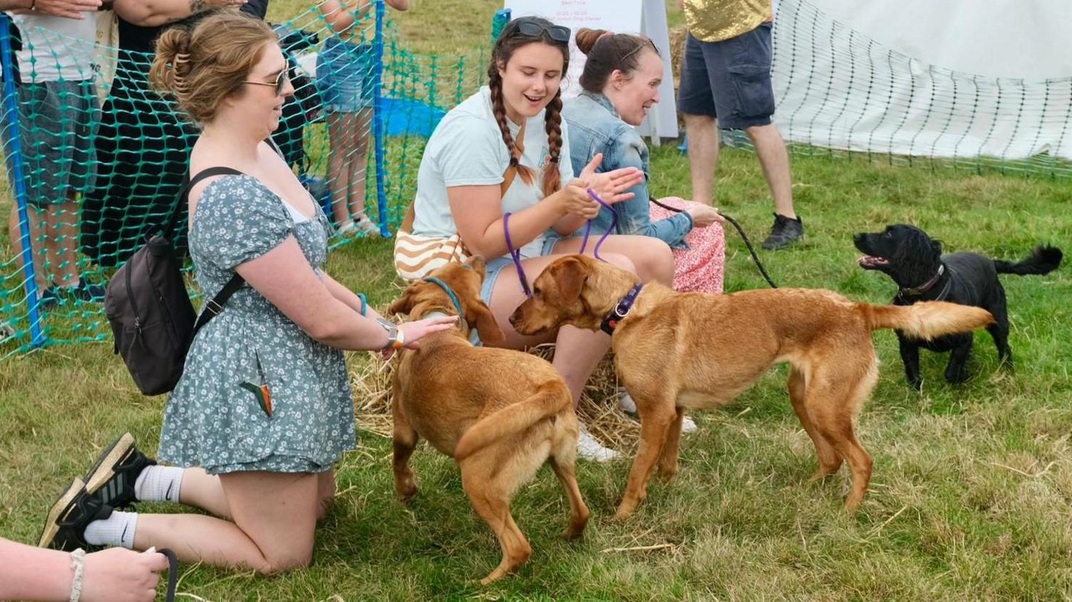 A group of three women applaud their dogs in a performance ring at Dogfest at Ashton Court in Bristol. Two of the dogs are light brown and one is black