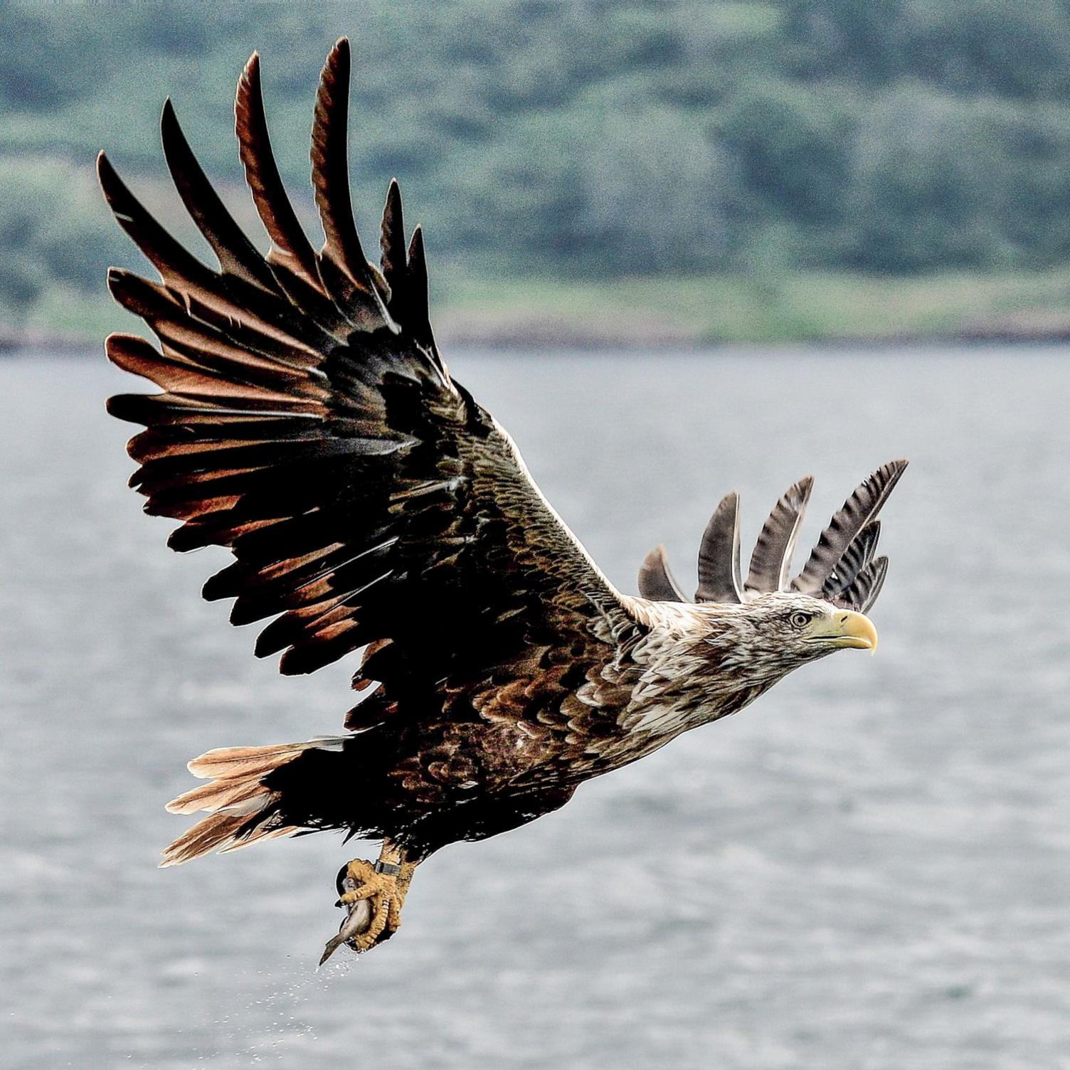 An eagle in flight across a loch with the shoreline in the background