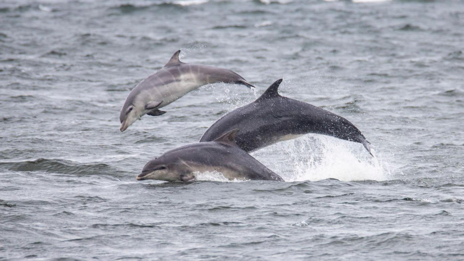 Three grey dolphins jump about beside each other in grey water.