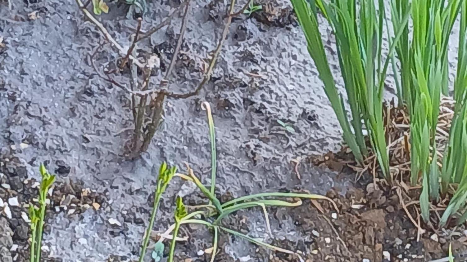 Close up photo showing the sewage soon after the spill in the garden