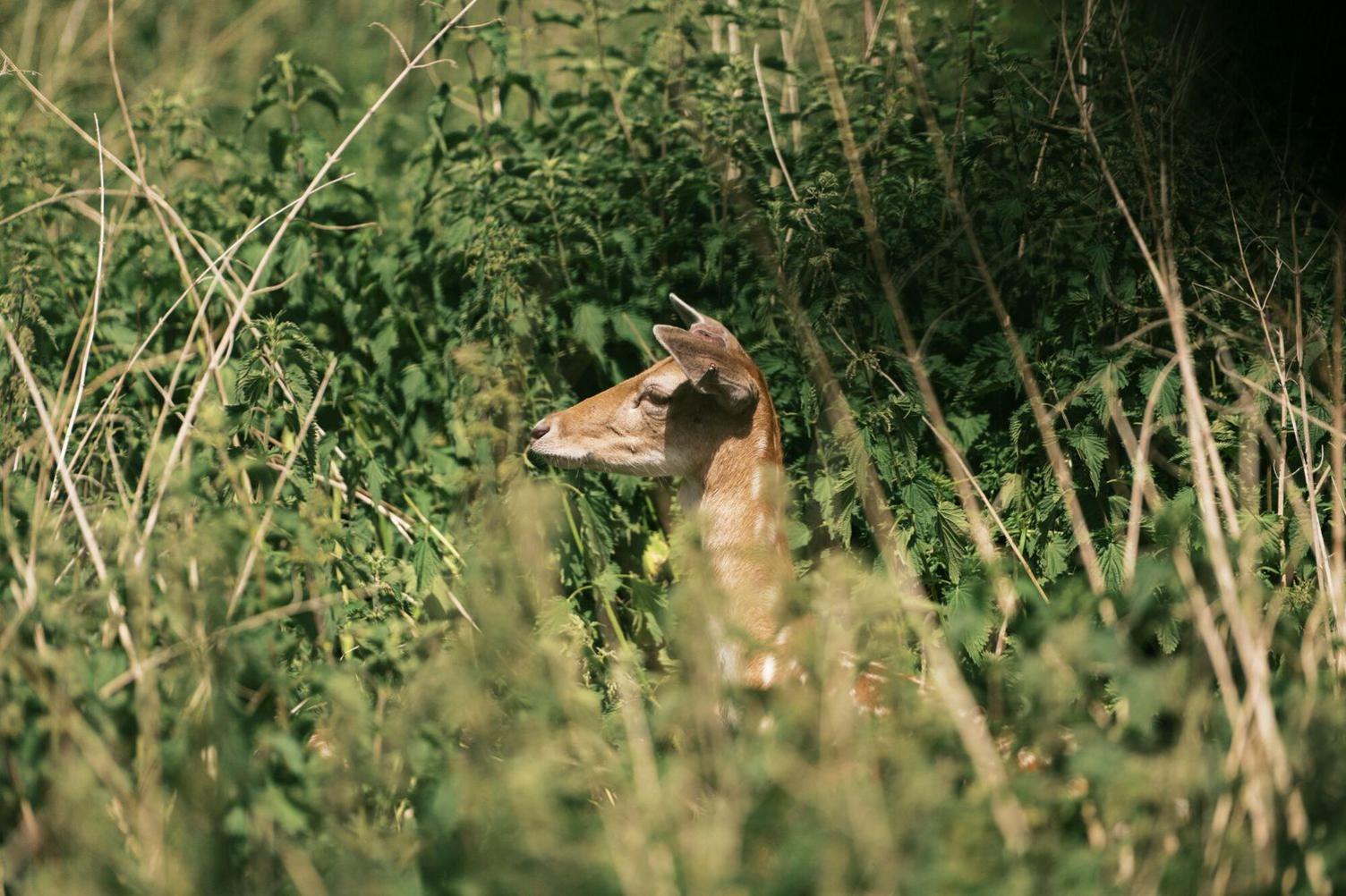 Greenwich deer looks to the left through green foliage