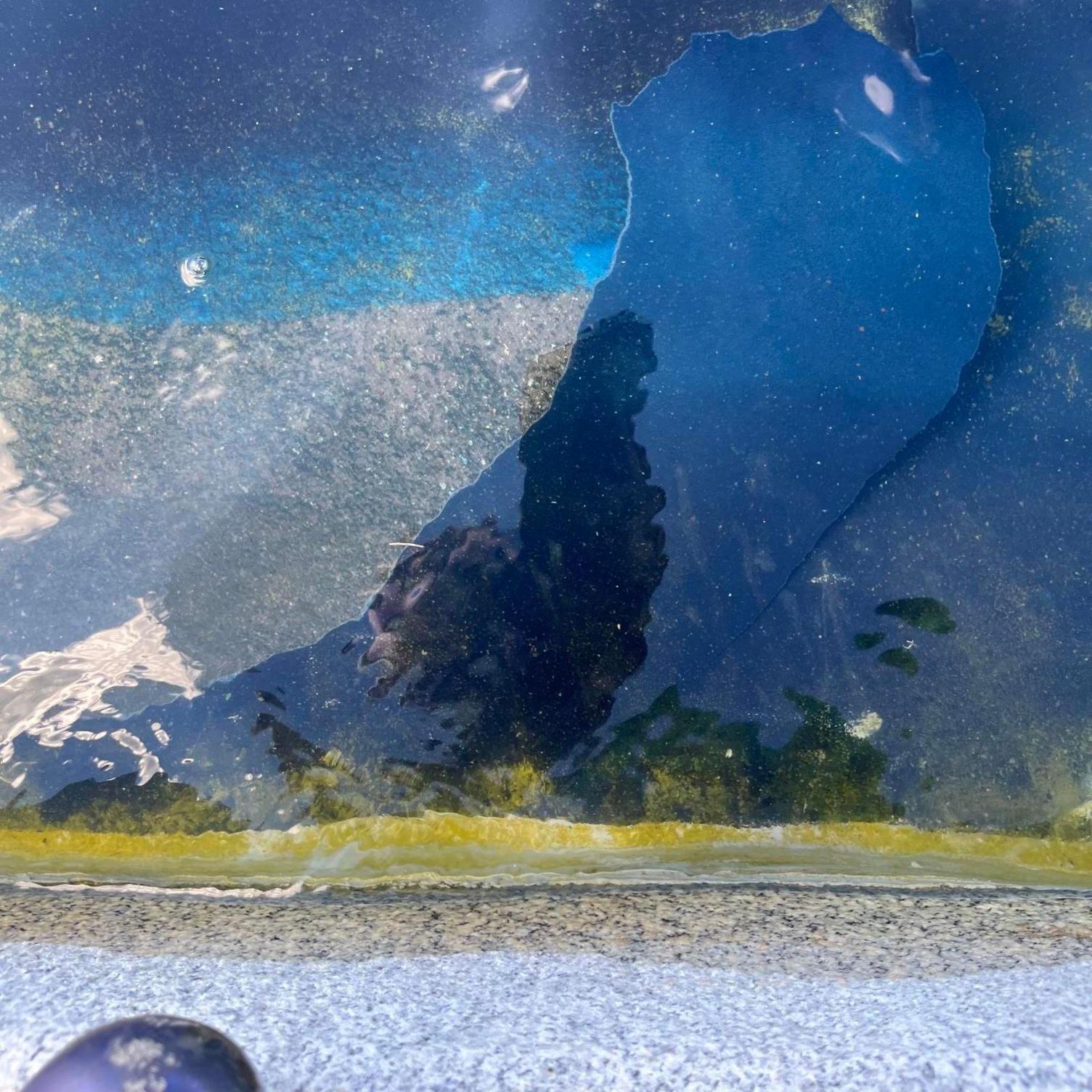 The peeling paint in the green pool