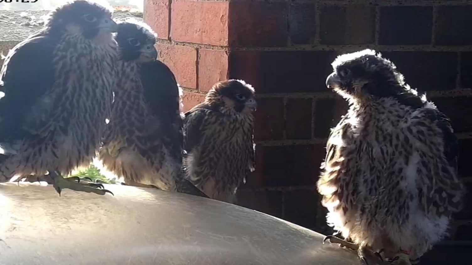 Four peregrine falcon chicks with white and grey feathers perched on top a spherical object in front of a brick wall.