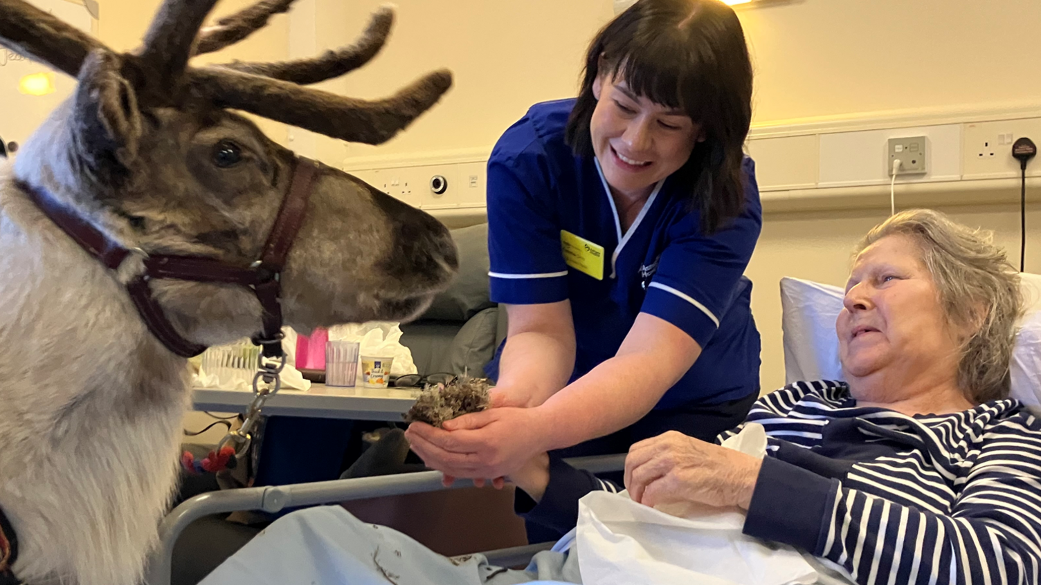 A reindeer stands at the side of hospice resident Jean's bed while a staff member gives it some fodder.