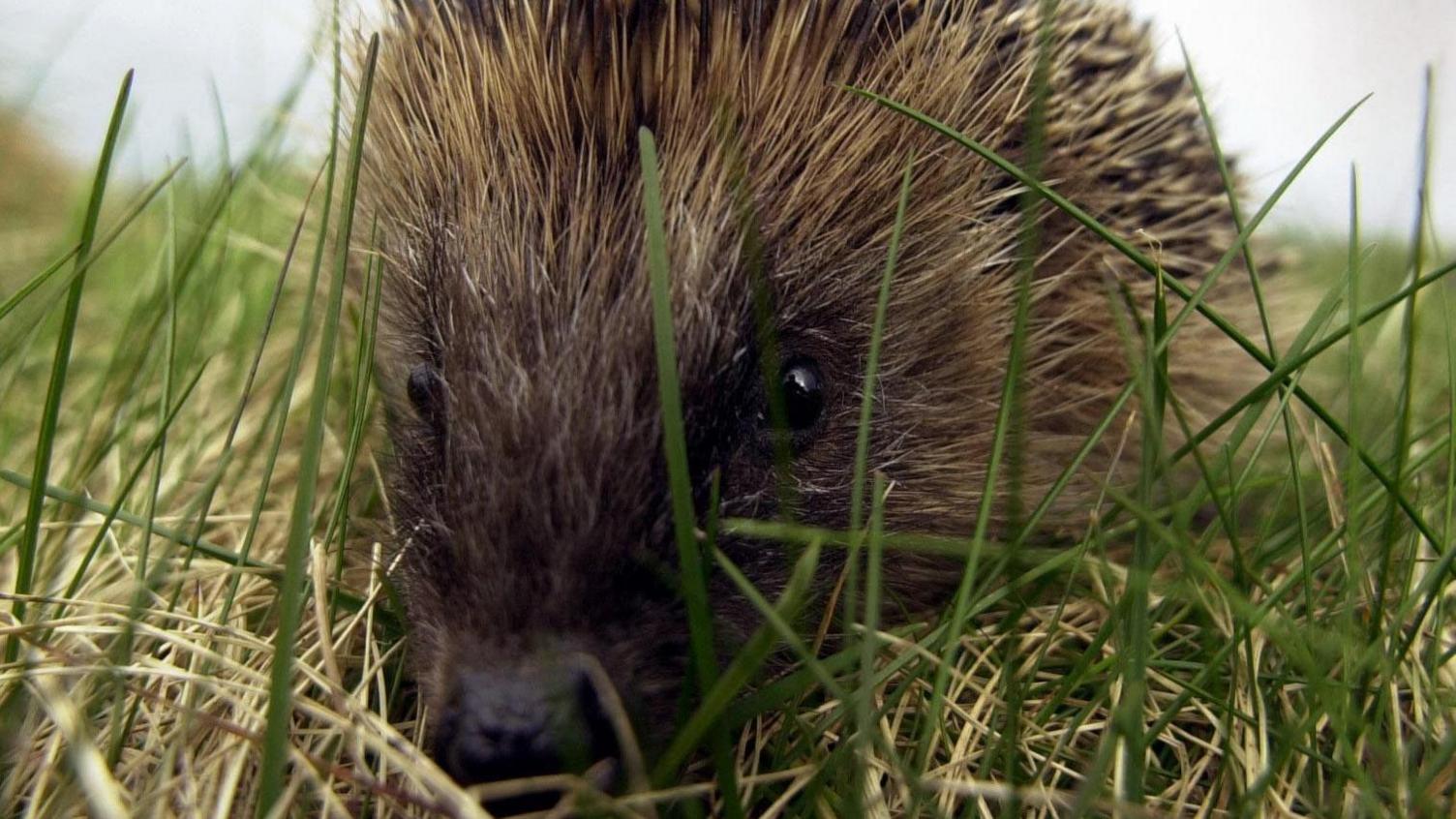 Close up of a hedgehog as it moves through grass