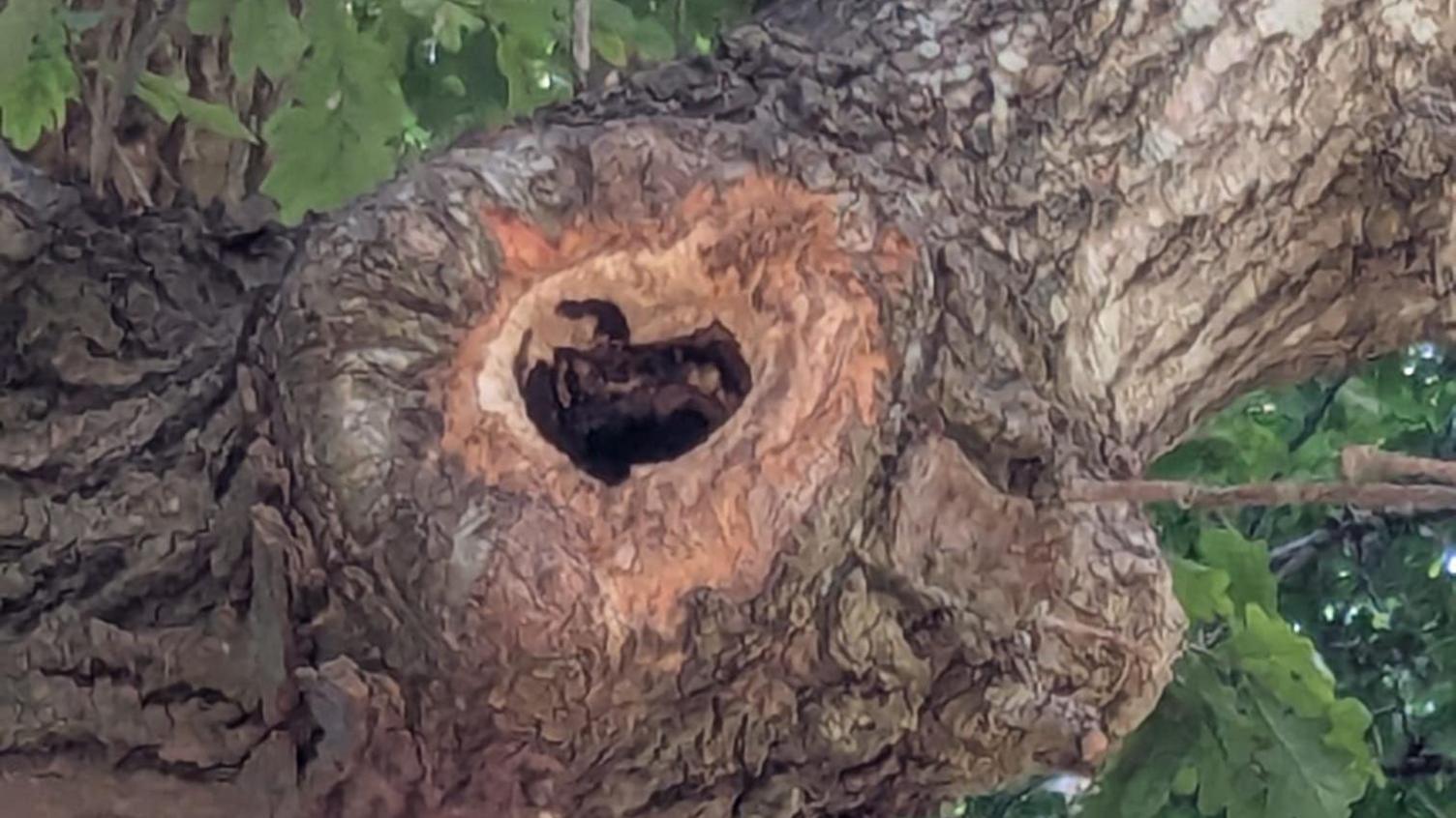 A heart-shaped hole in a tree.