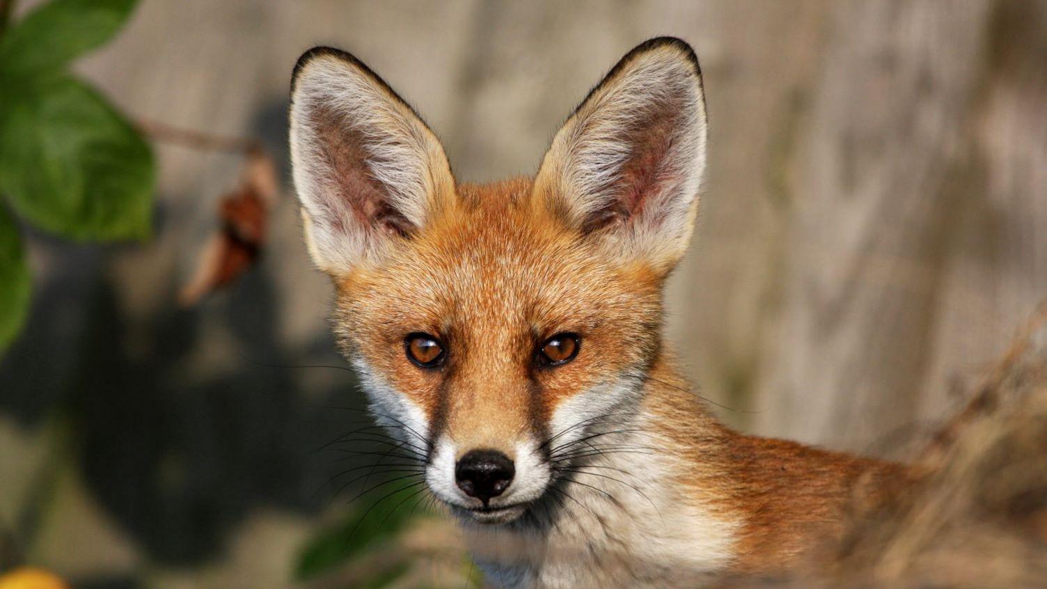 A close-up image of a young fox. It is looking directly into the camera and has orange, brown and white fur.