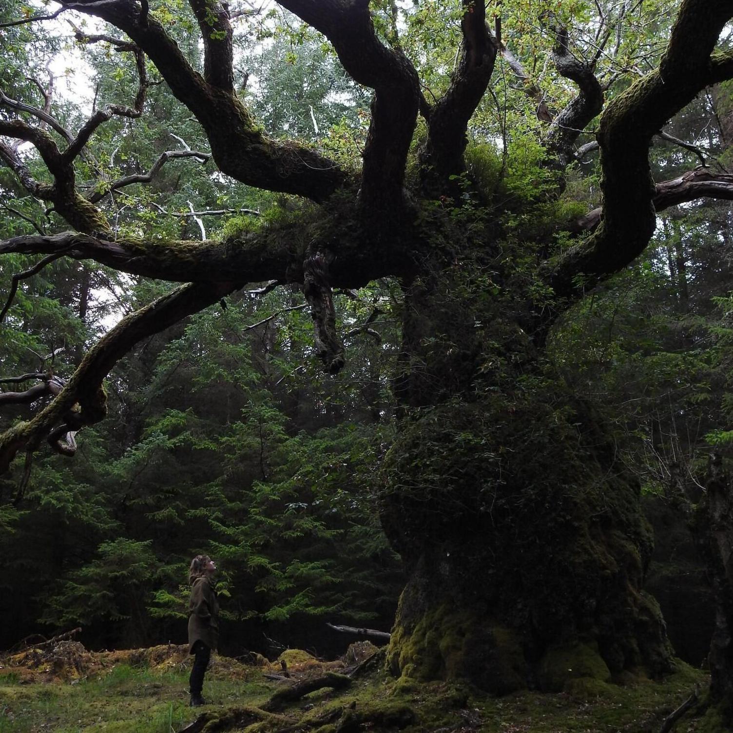 A person dressed in outdoor clothing looks up at the tree.