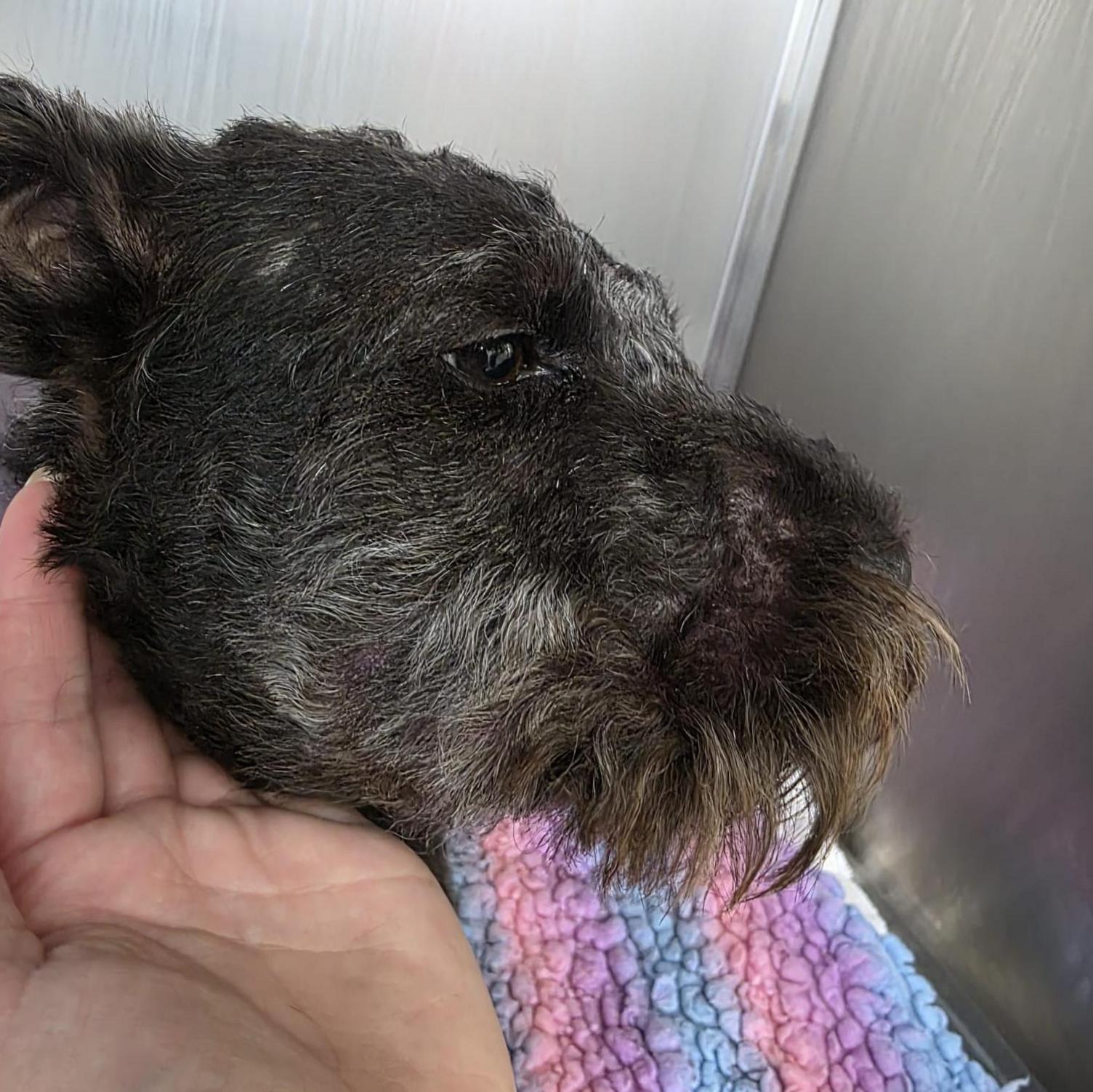 A black terrier dog in profile with a swollen face and sad eye. A human hand is holding the dog under the chin.