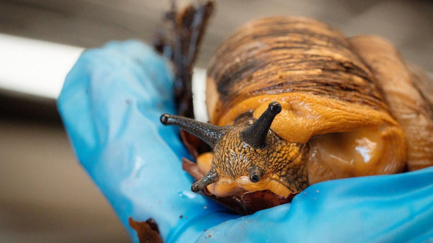 A large brown snail sits on a sterile blue gloved hand